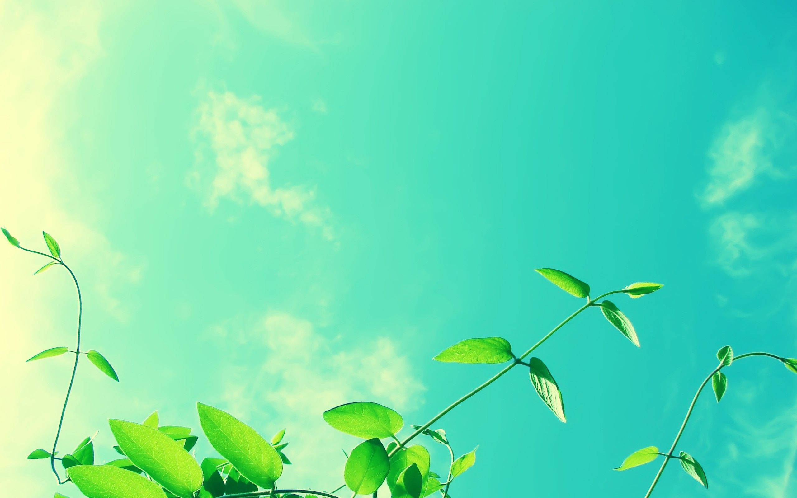 blue green sky, vibrant green vines, fresh leaves, 2K Desktop Wallpaper