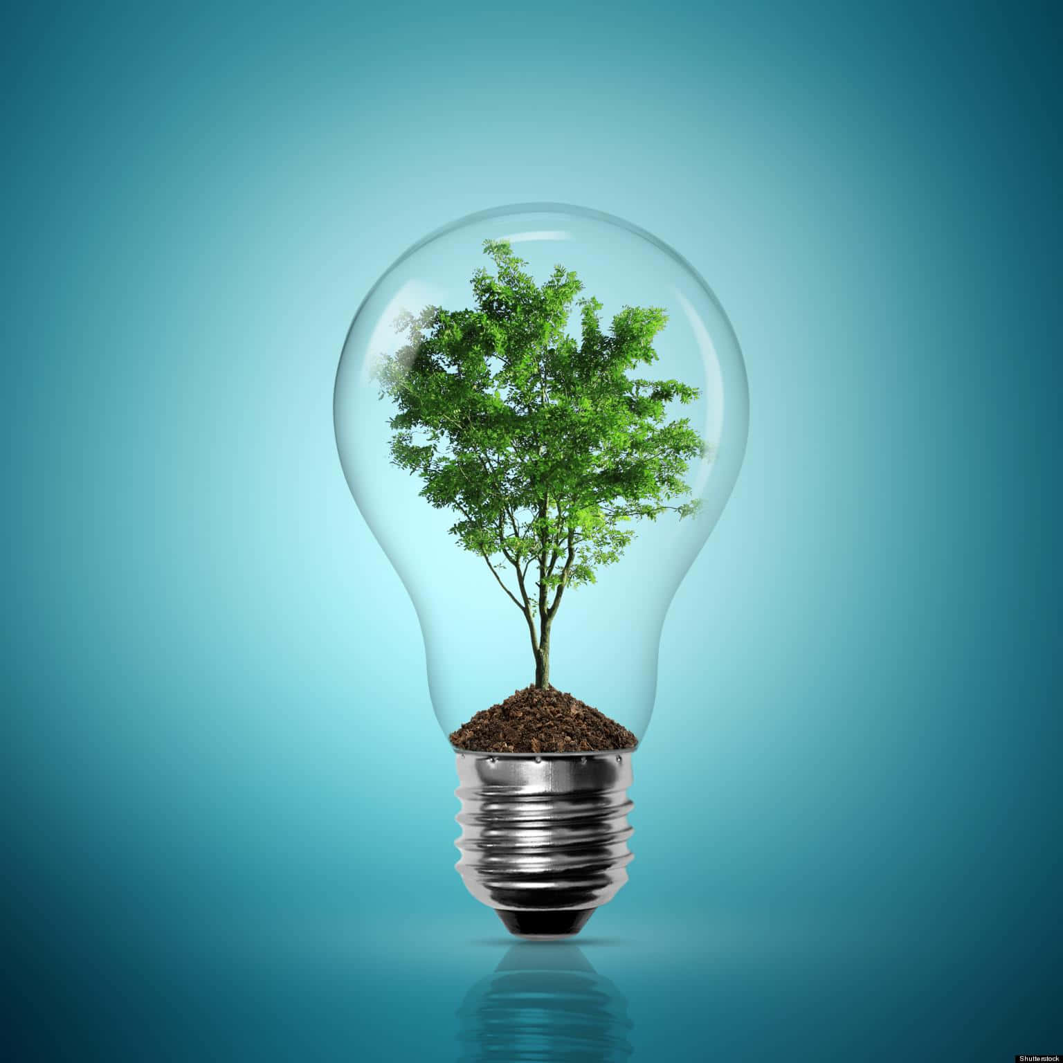 green technology, vibrant green tree, clear light bulb, HD Desktop Wallpaper