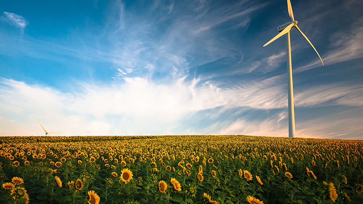 sunflowers, bright blue sky, wispy clouds, SD Desktop Wallpaper