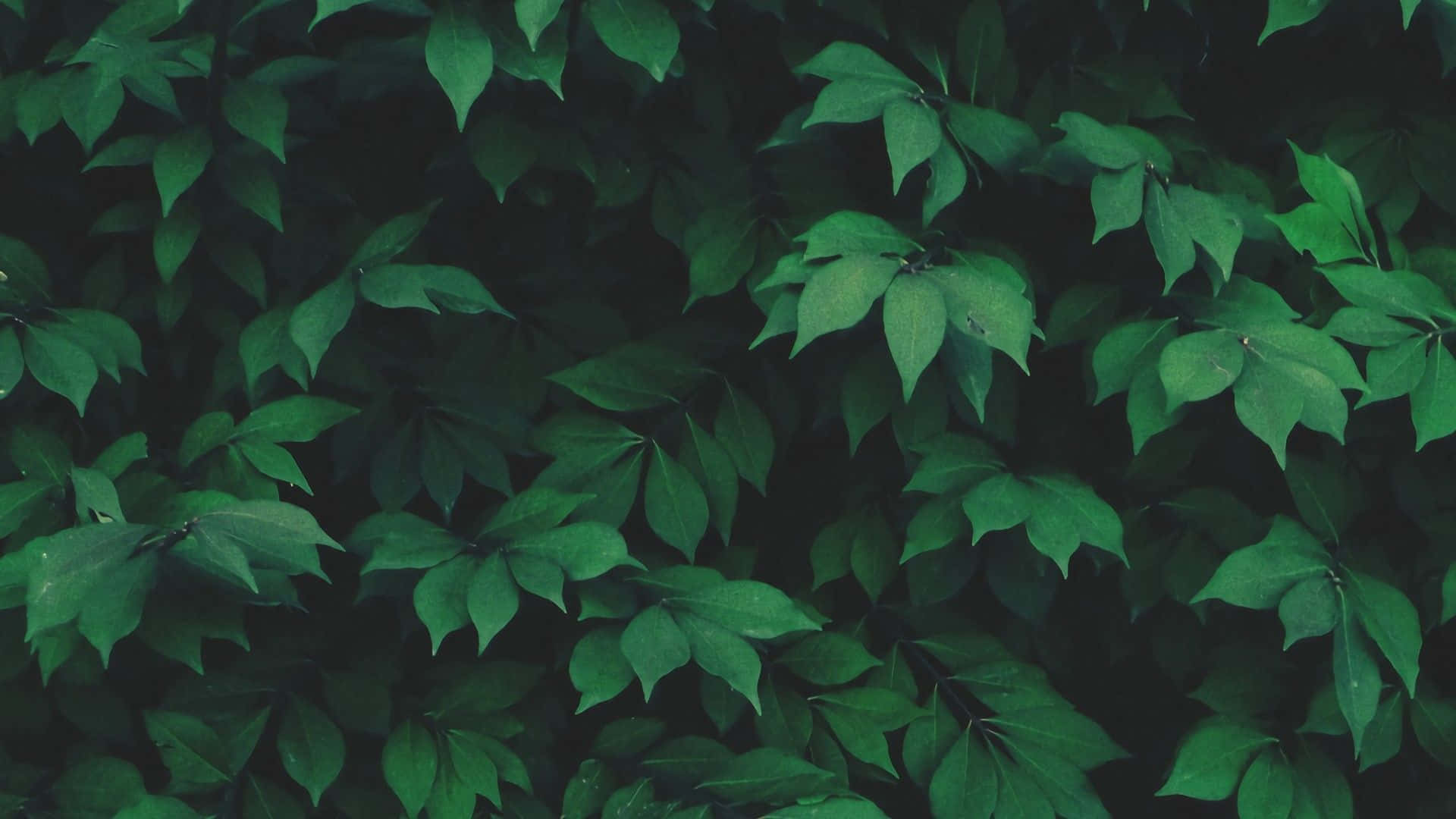 dark green foliage, lush green leaves, varying shades, Full HD Desktop Wallpaper