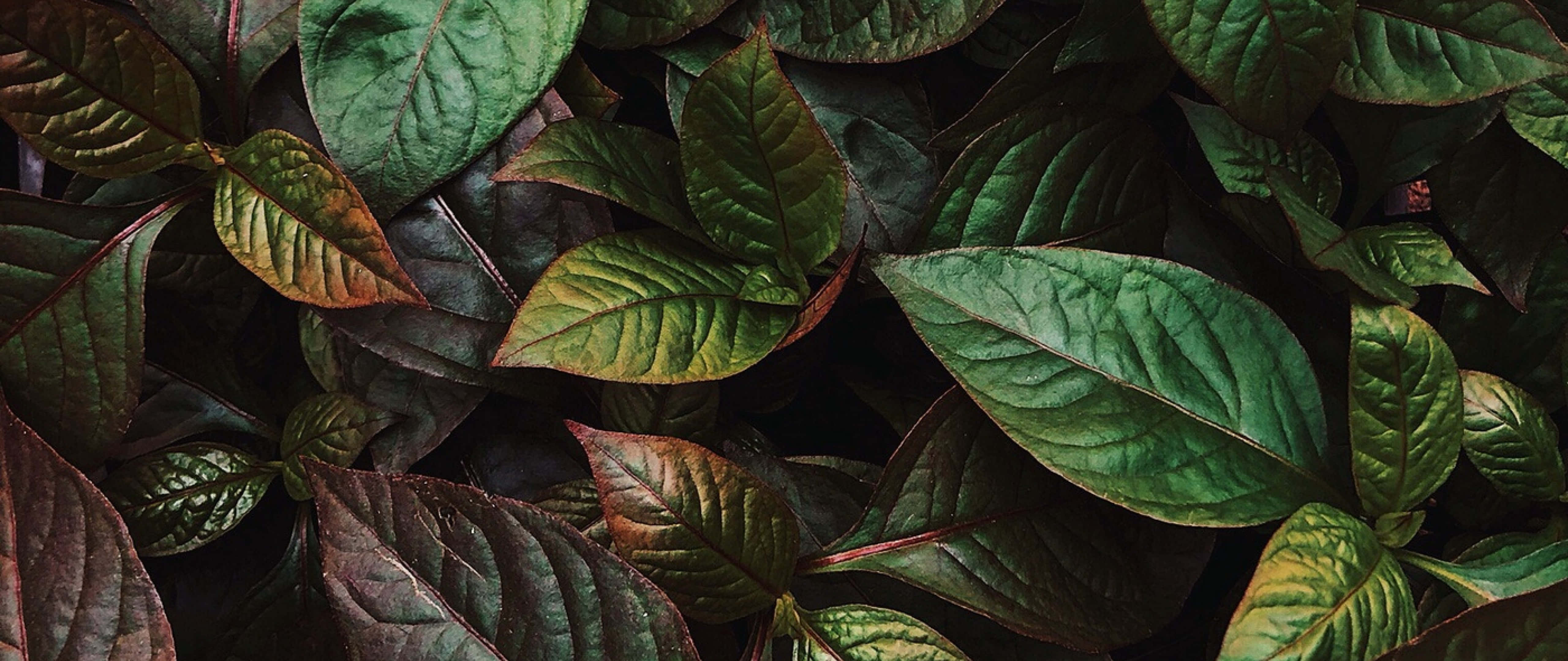 vibrant green, burgundy, intricate veins, 5K Desktop Wallpaper