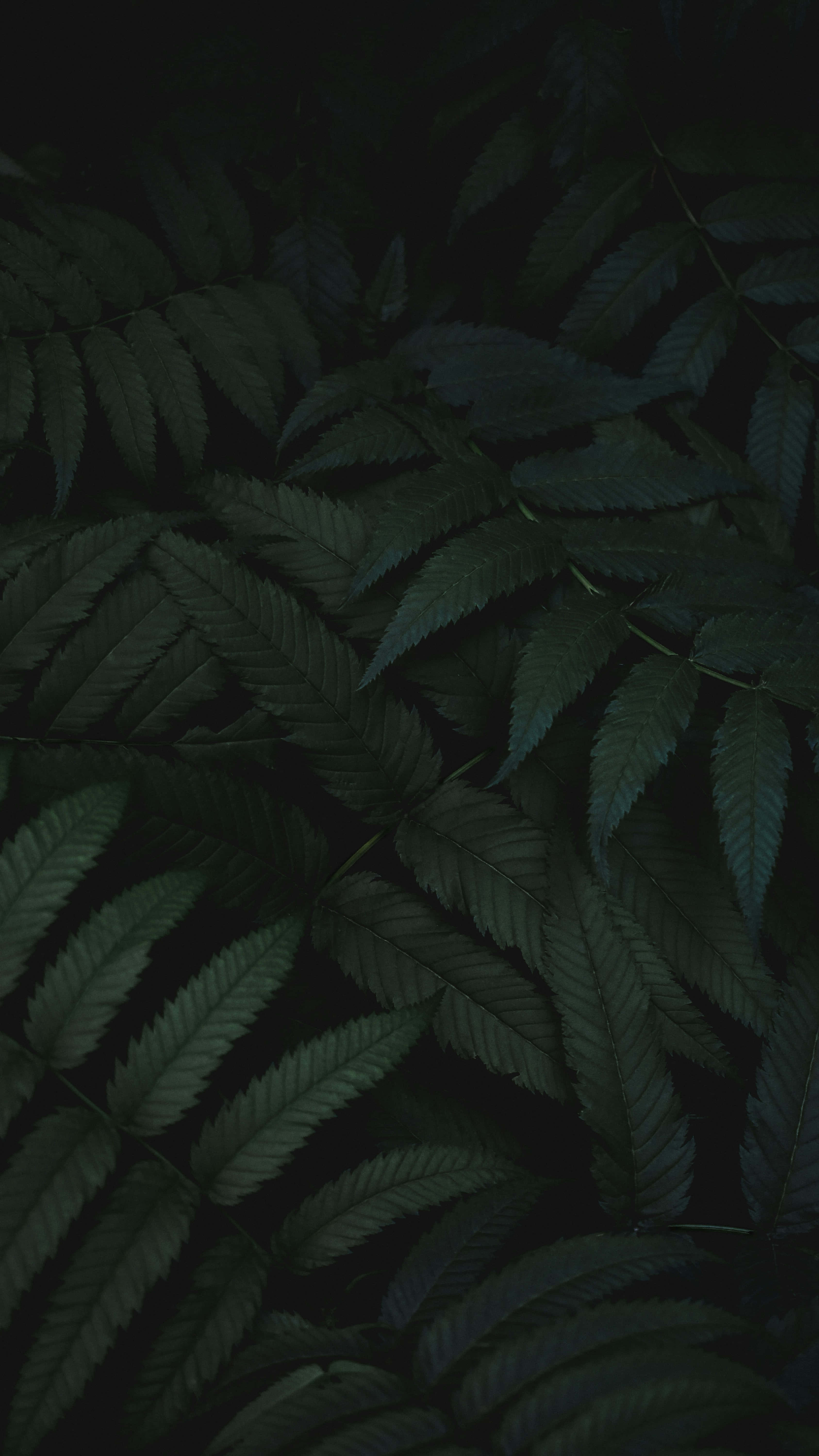 dark green, fern leaves, intricate veins, 5K Phone Wallpaper
