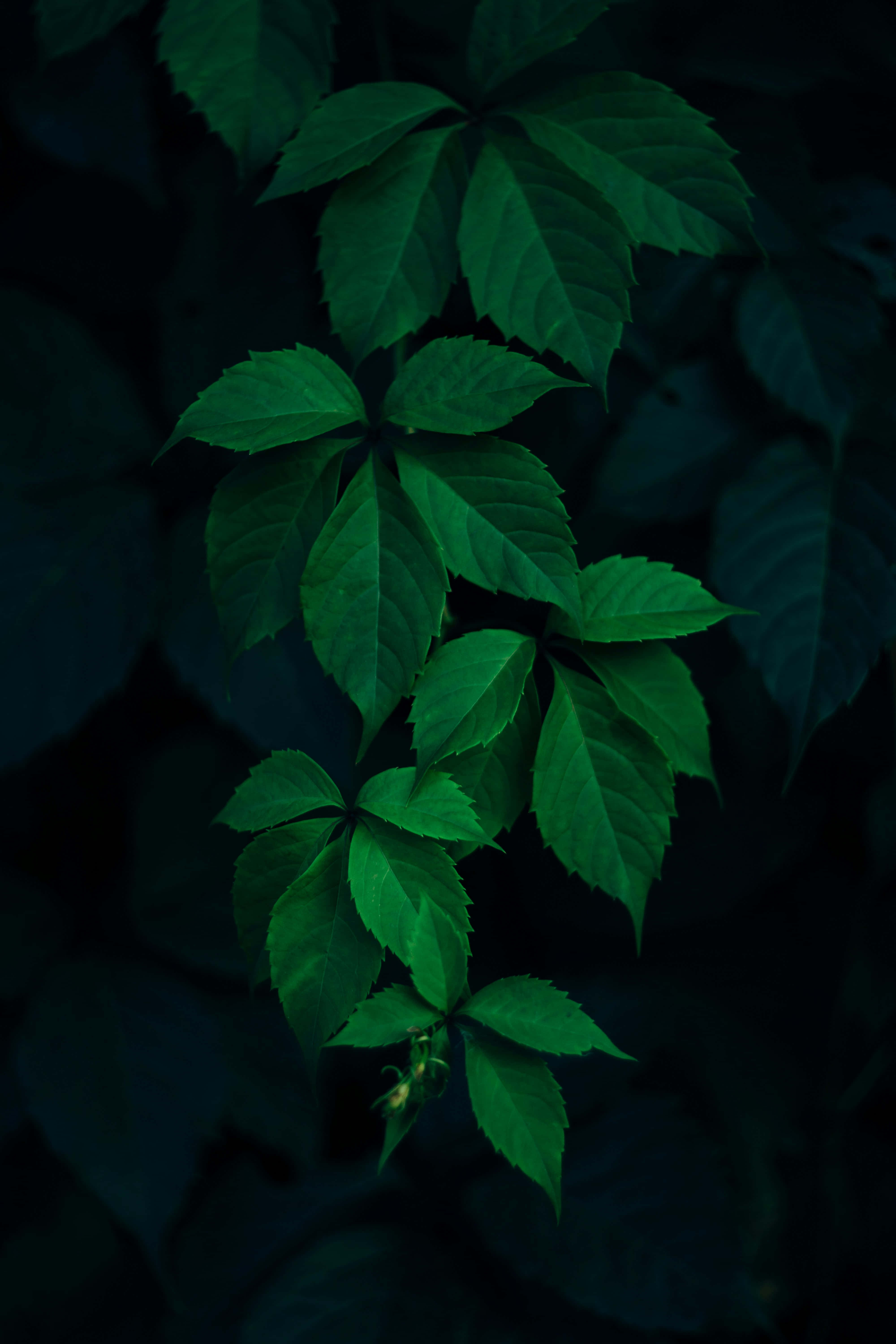Dark Green Leaves, Night Aesthetic, vibrant green leafy vines, 5K Phone Wallpaper