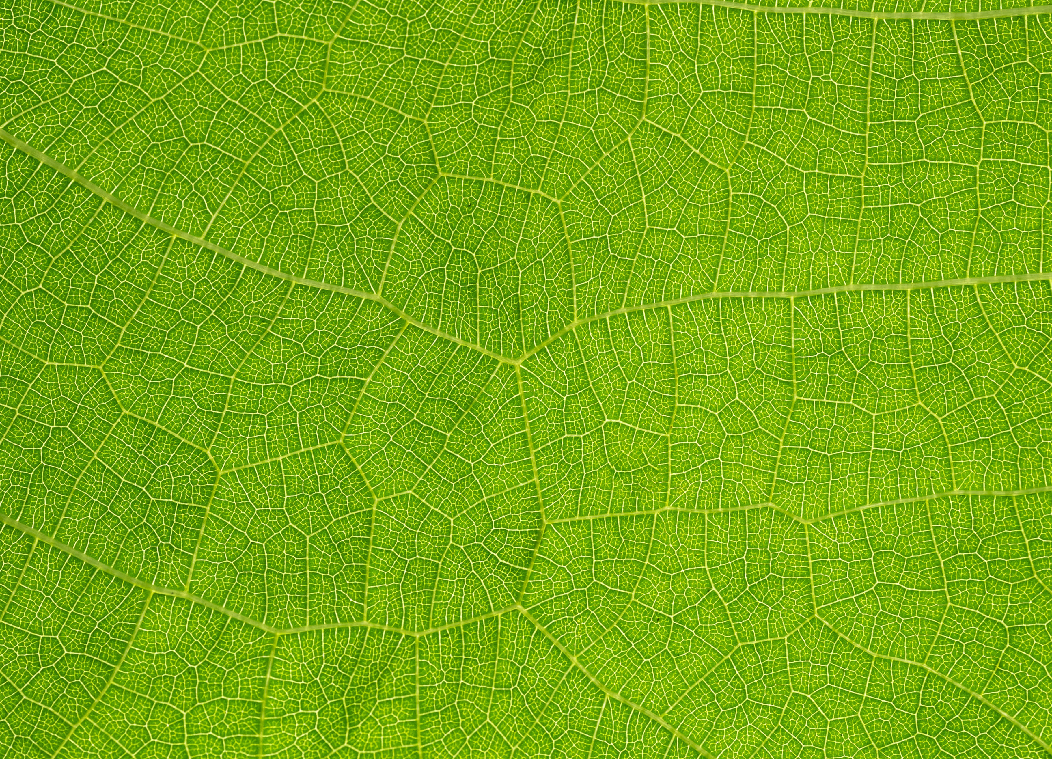 vibrant green, leaf surface, intricate vein patterns, 2K Desktop Wallpaper