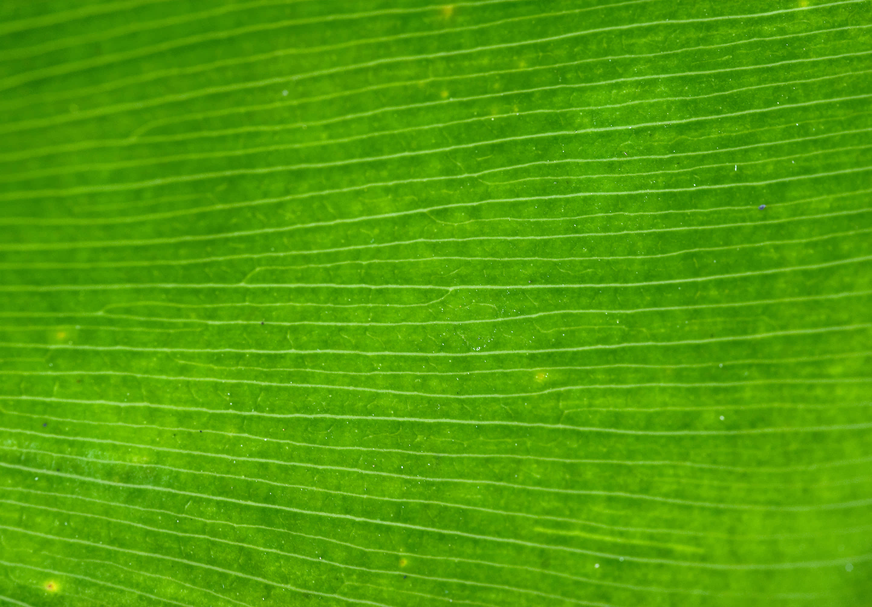 vibrant green leaf, intricate parallel veins, subtle yellow speckles, 2K Desktop Wallpaper