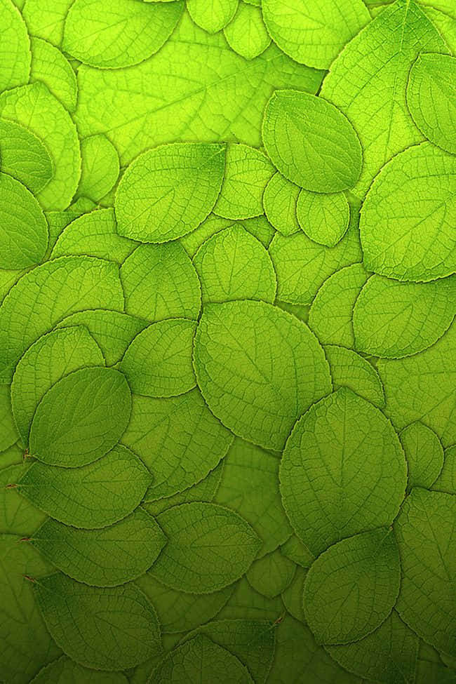 vibrant green, leaves, veins, SD Phone Wallpaper