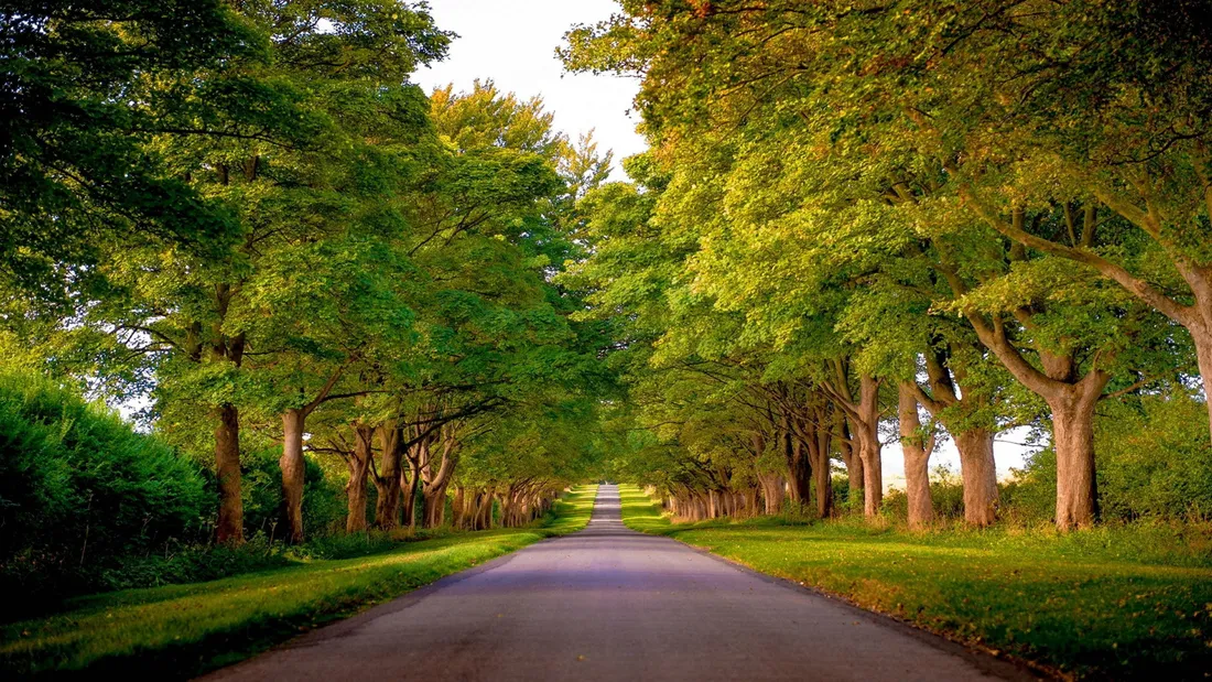 Green Tree