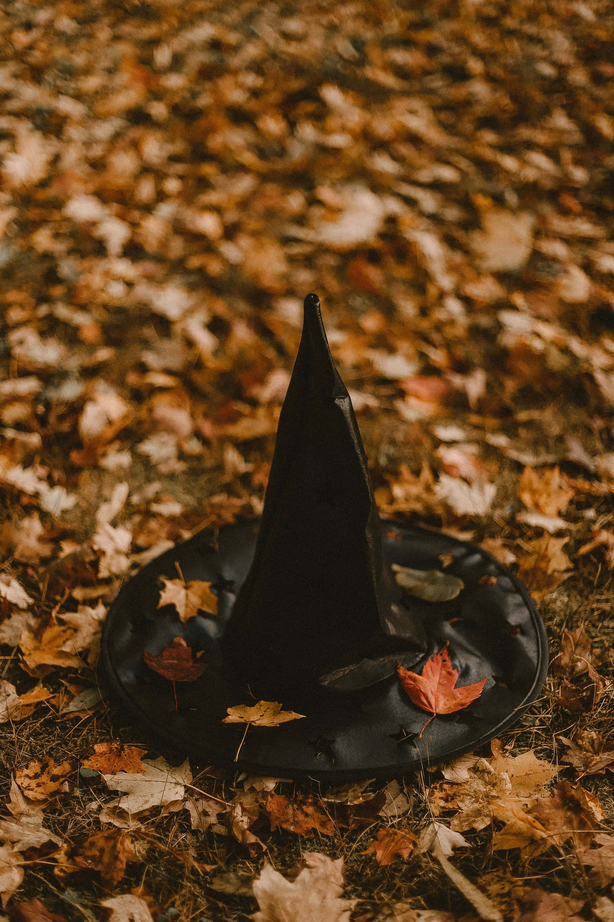 witch hat, autumn leaves, forest floor, 2K Phone Wallpaper
