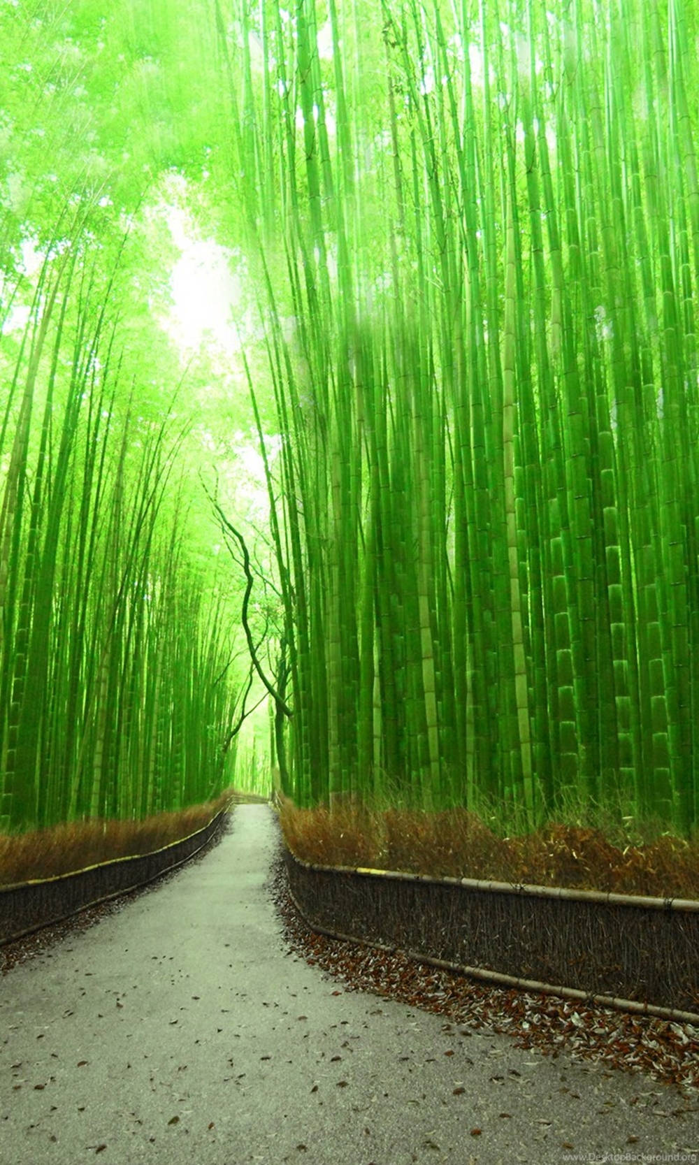 glowing green bamboo park, vibrant green light, towering bamboo forest, HD Phone Wallpaper