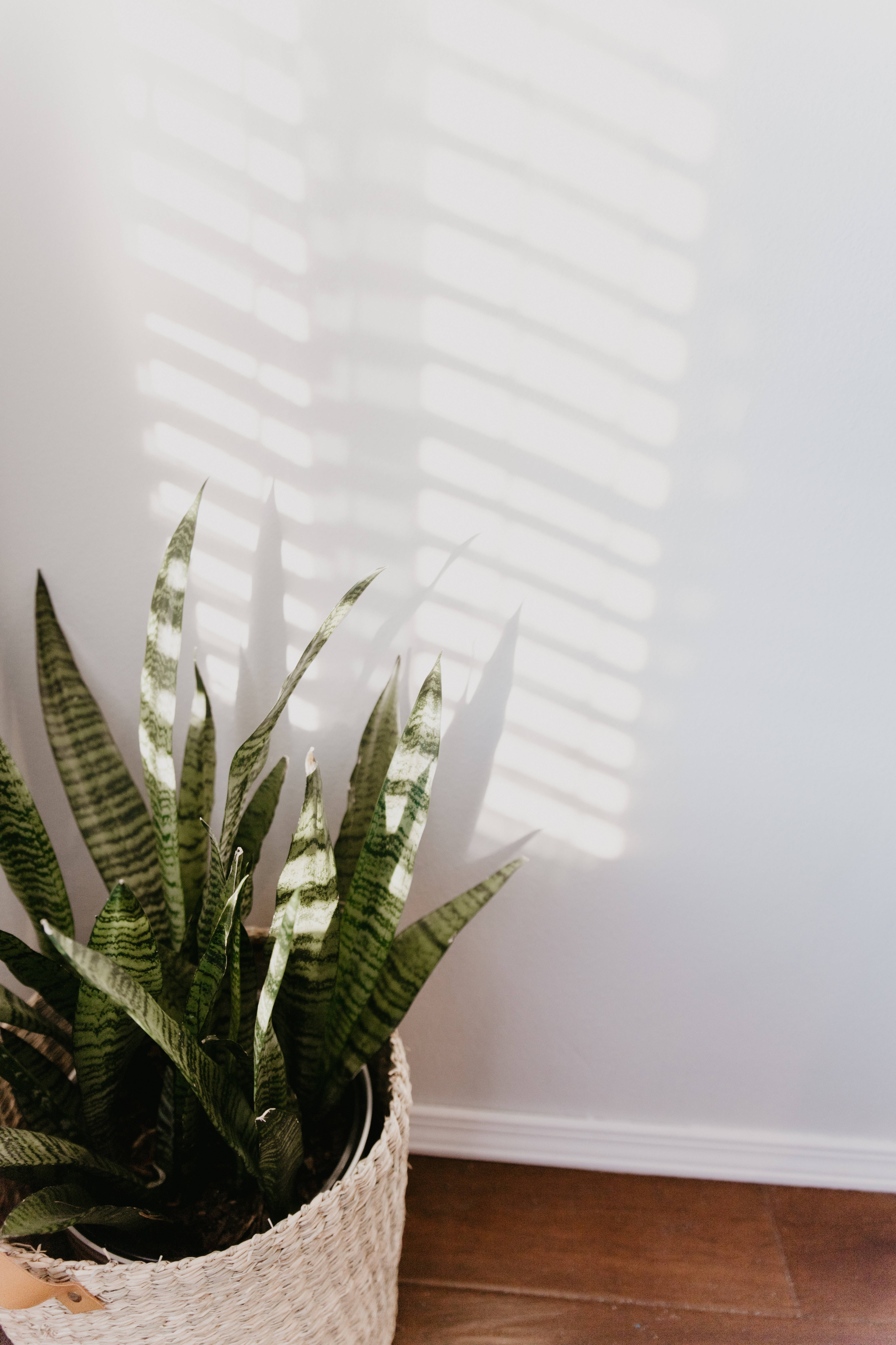 snake plant, woven basket, white wall, 5K Phone Wallpaper