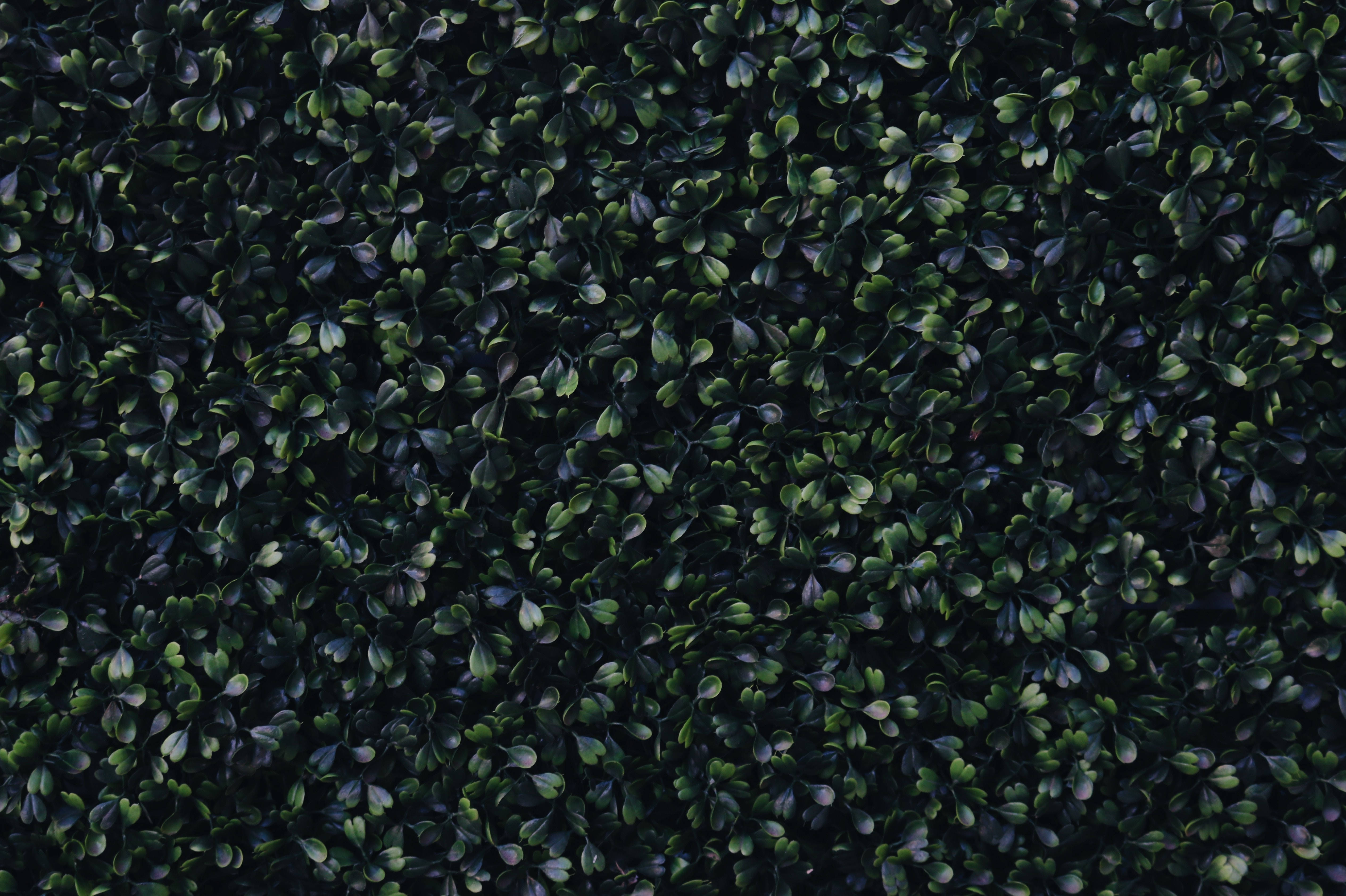 dark green, boxwood, leaves, 4K Desktop Wallpaper