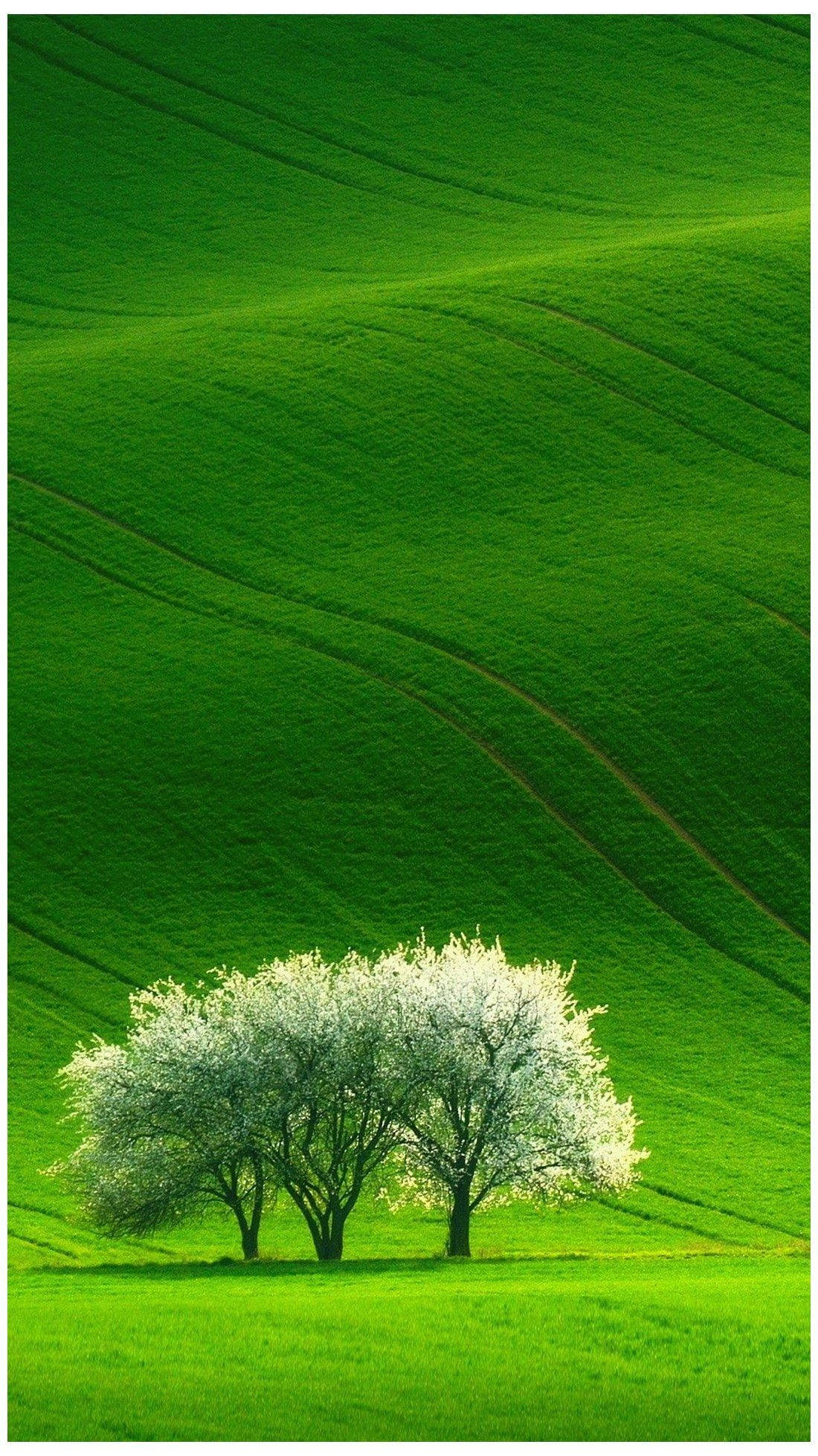 Nature Phone, three trees, grassland, Full HD Phone Wallpaper