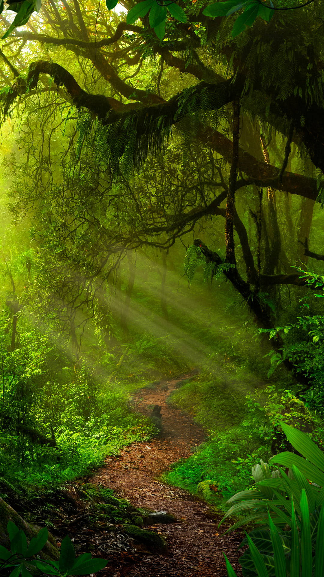 iPhone, emerald jungle, sunlight beams, Full HD Phone Wallpaper