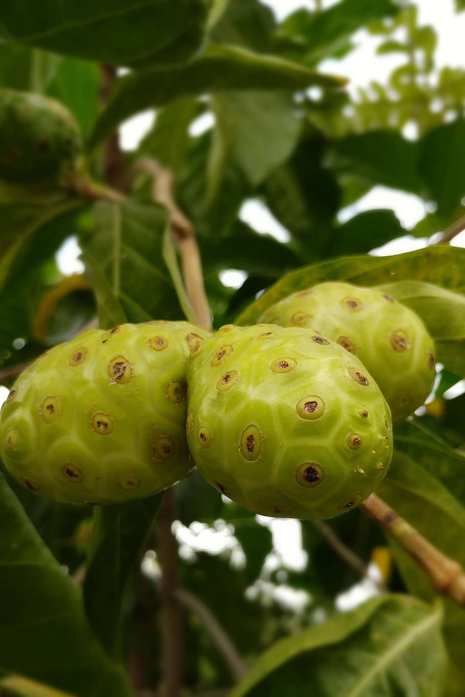 noni fruits, branch, vibrant green, HD Phone Wallpaper