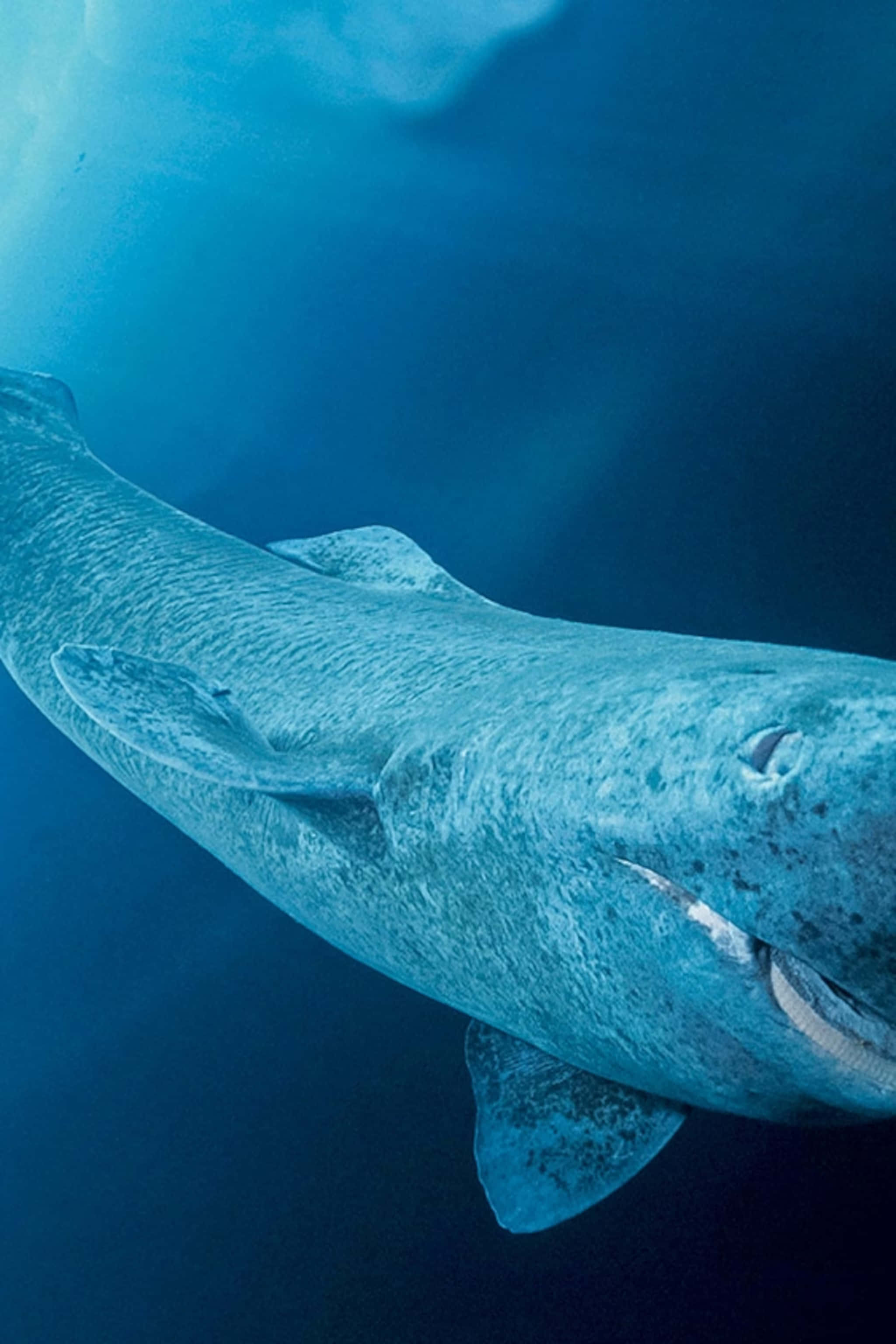 Greenland Shark, deep blue ocean water, sunlight filtering from above, 2K Phone Wallpaper