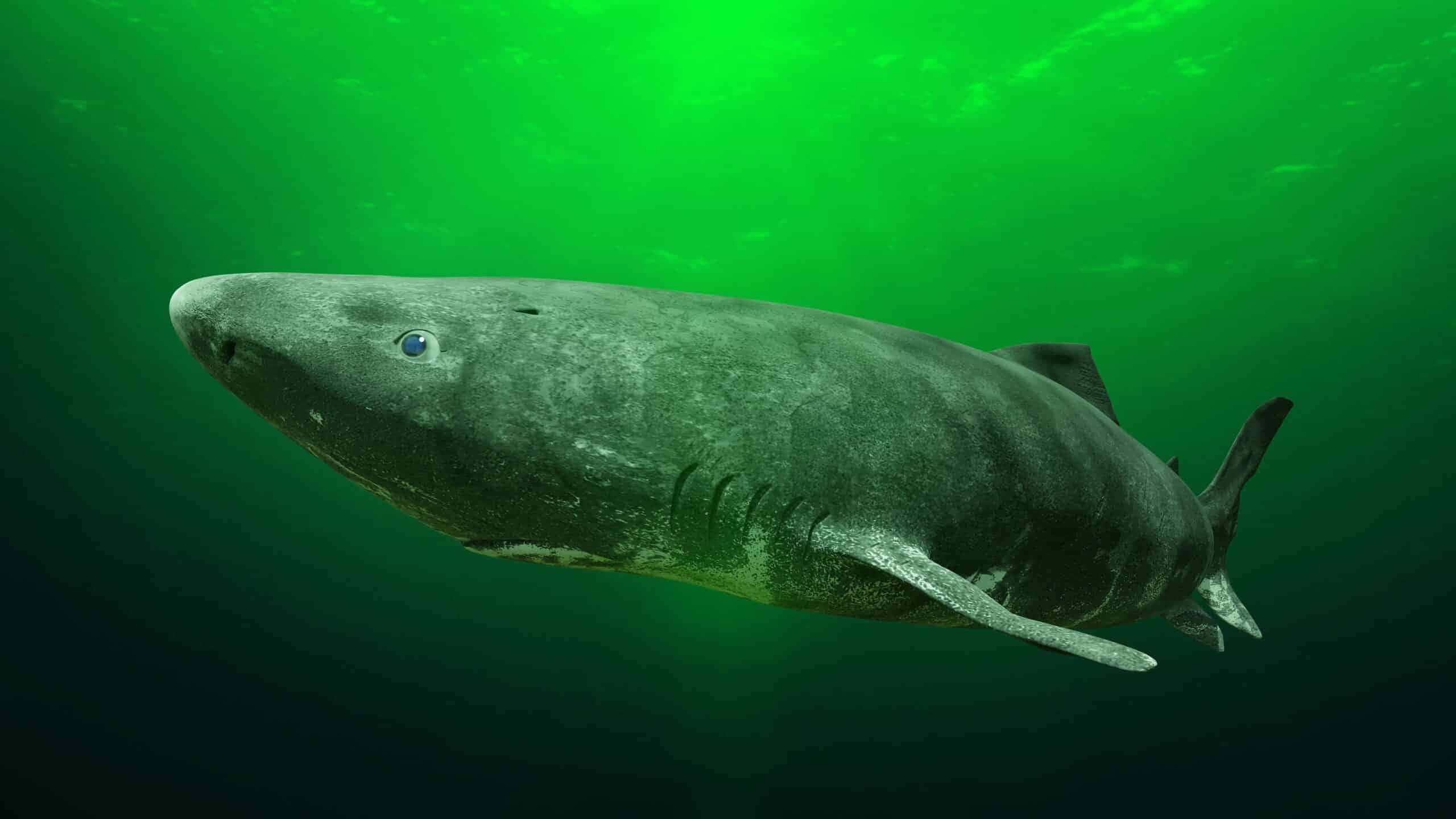 Greenland Shark, murky green water, blue eye, 2K Desktop Wallpaper