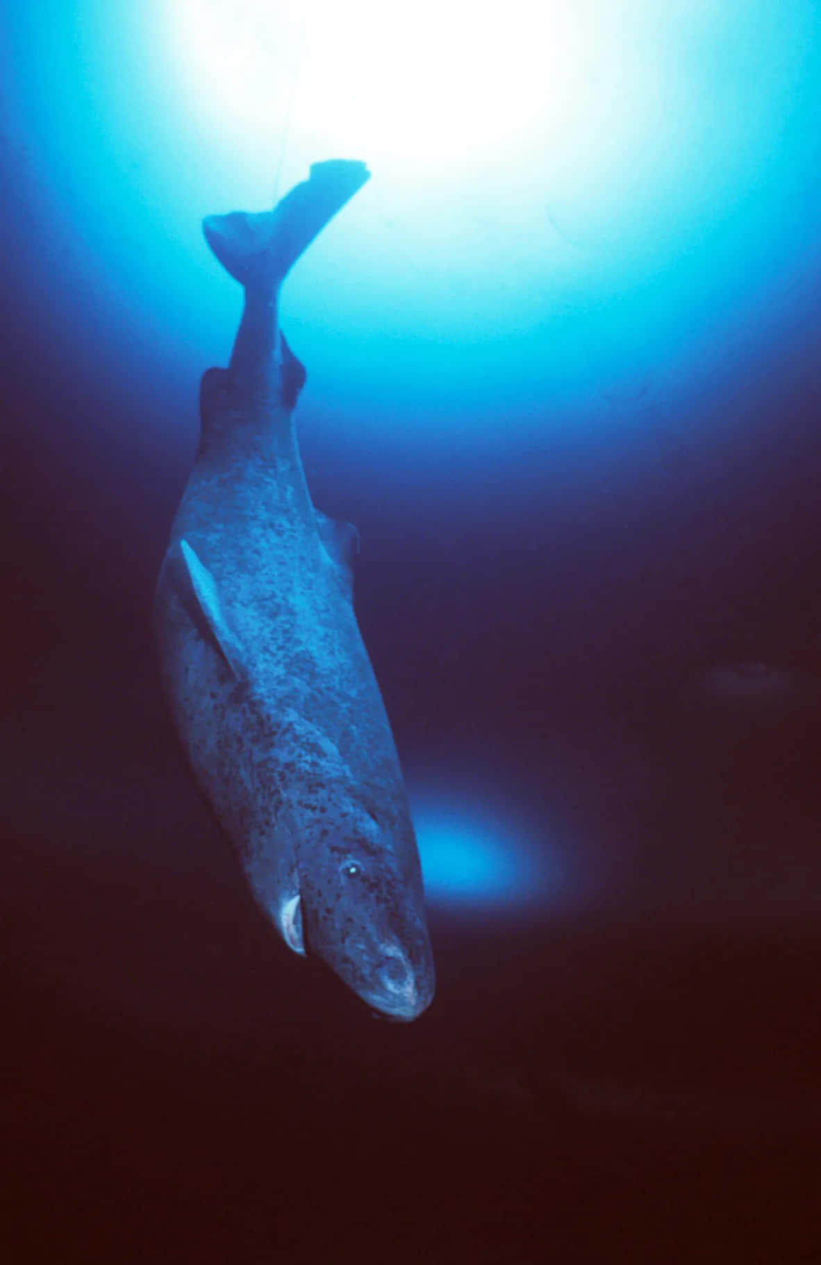 Greenland Shark, silhouette, underwater, HD Phone Wallpaper