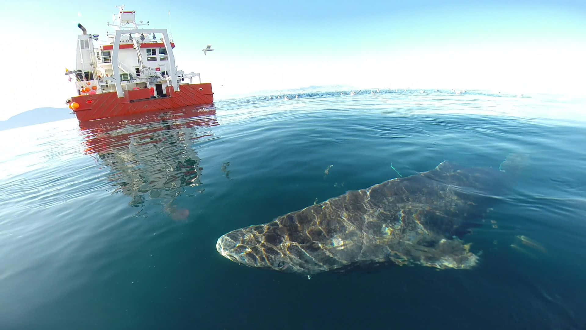 Greenland Shark, research vessel, red and white, Full HD Desktop Wallpaper