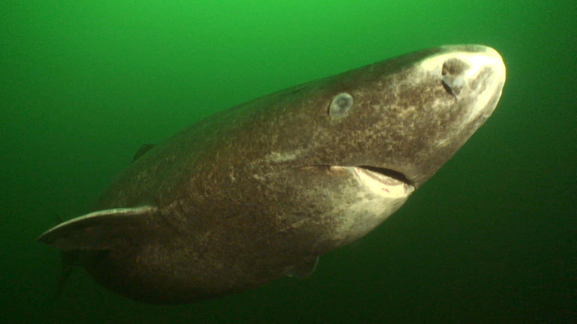 Greenland Shark, dark gray, white underbelly, Full HD Desktop Wallpaper