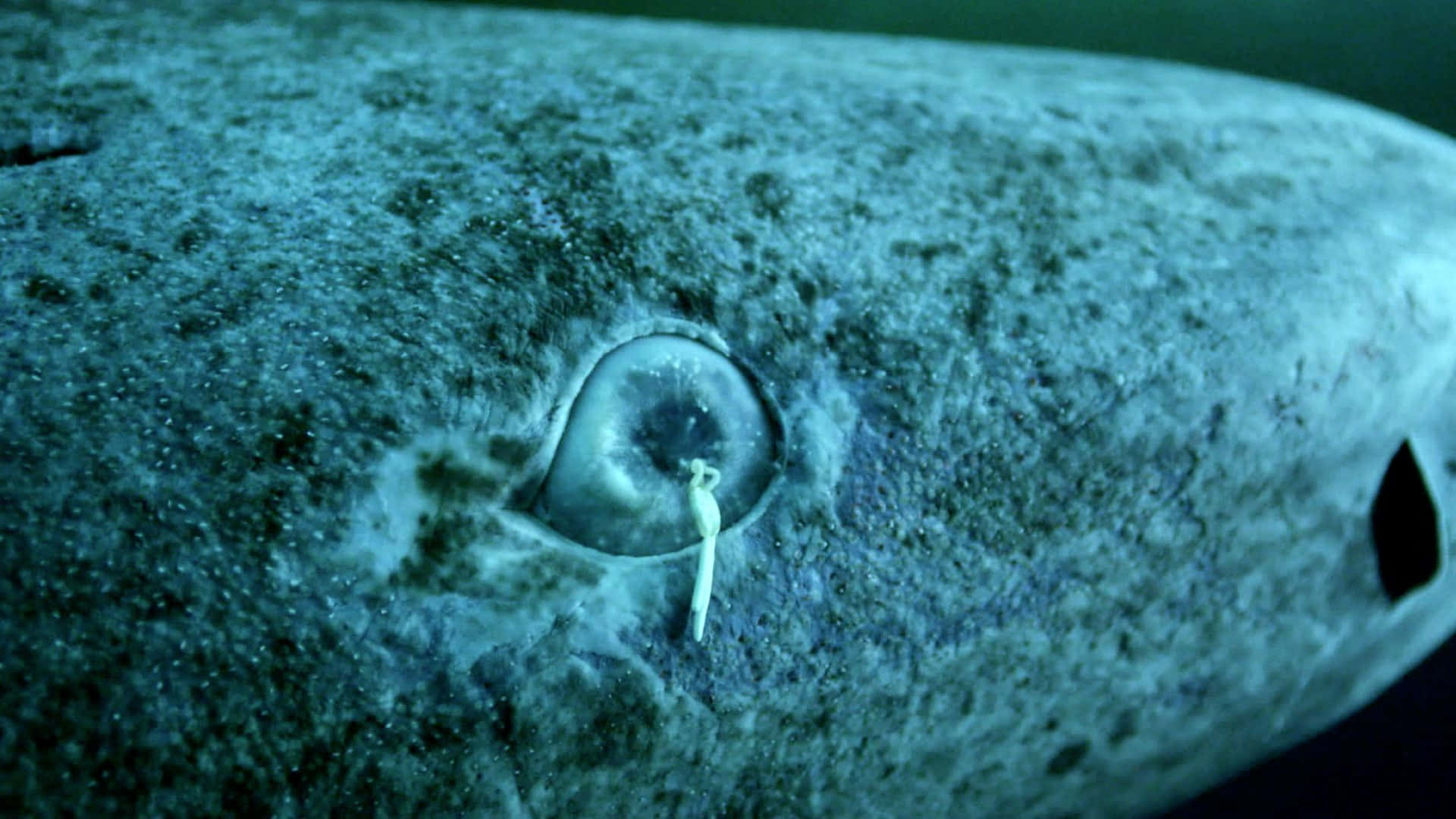 Greenland Shark, blue-gray, single eye, Full HD Desktop Wallpaper