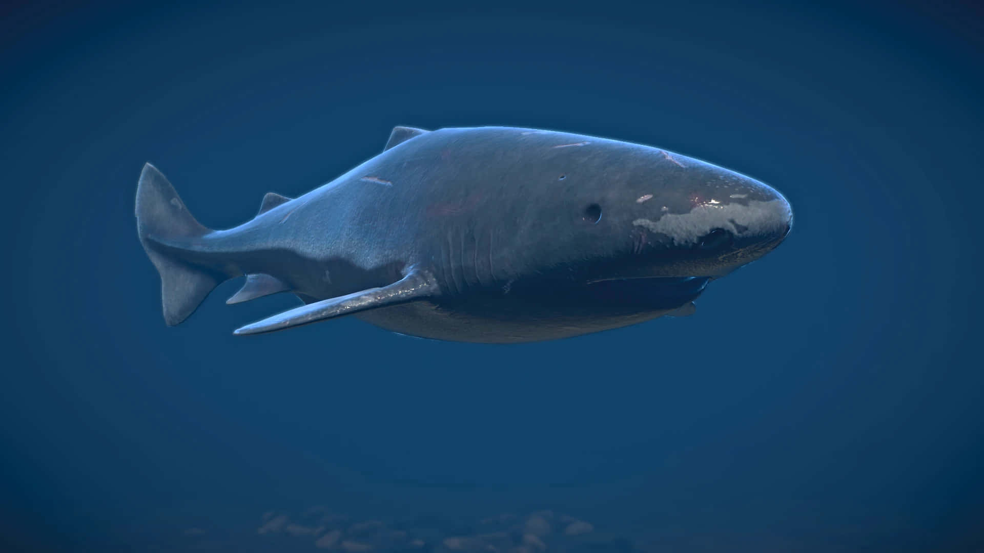 Greenland Shark, underwater, dark gray, Full HD Desktop Wallpaper
