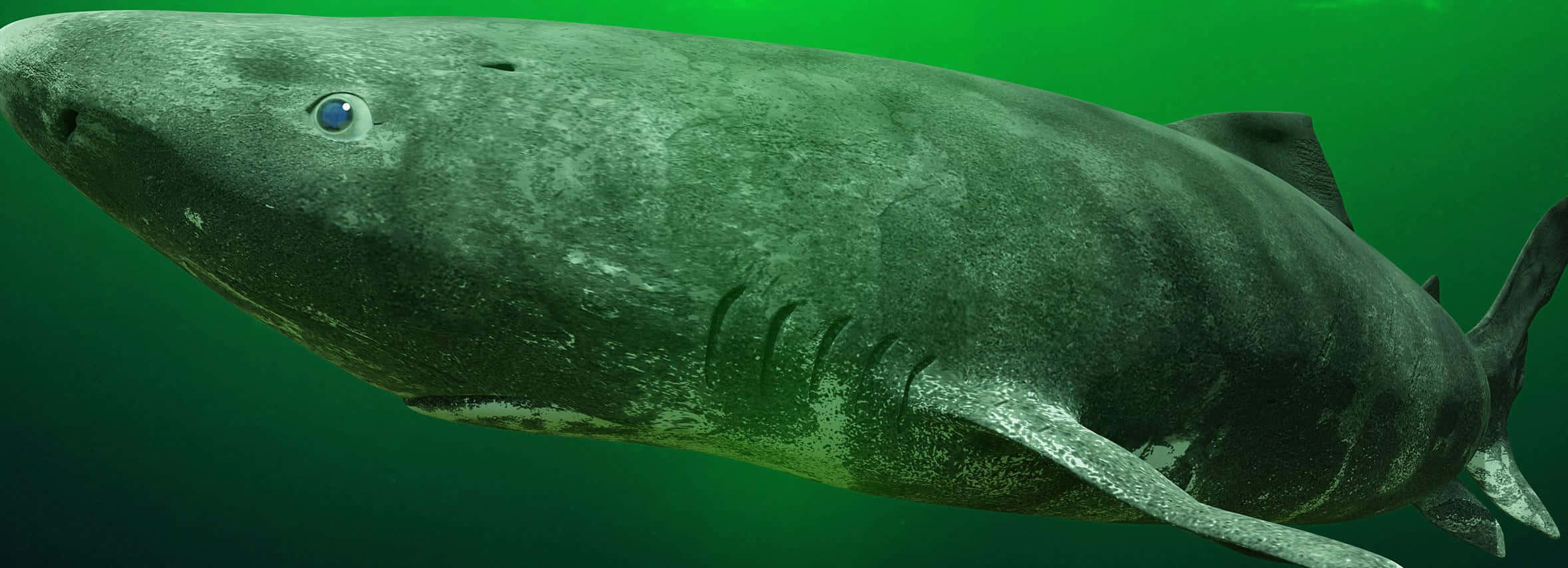 Greenland Shark, gray shark, blue eye, Full HD Desktop Wallpaper