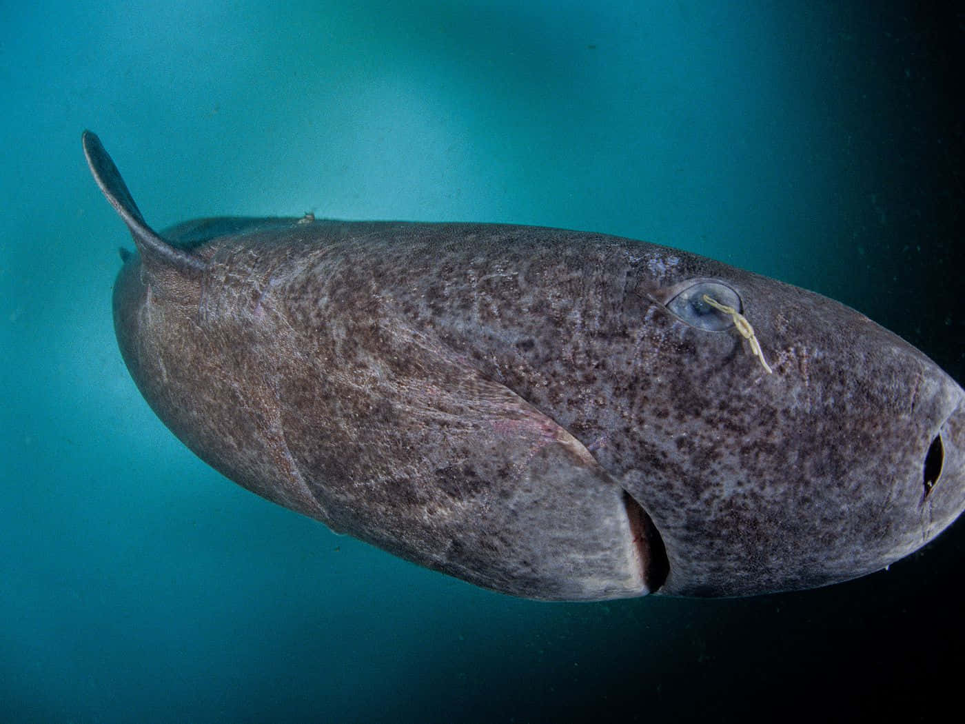 Greenland Shark, deep blue ocean water, dorsal fin, HD Desktop Wallpaper