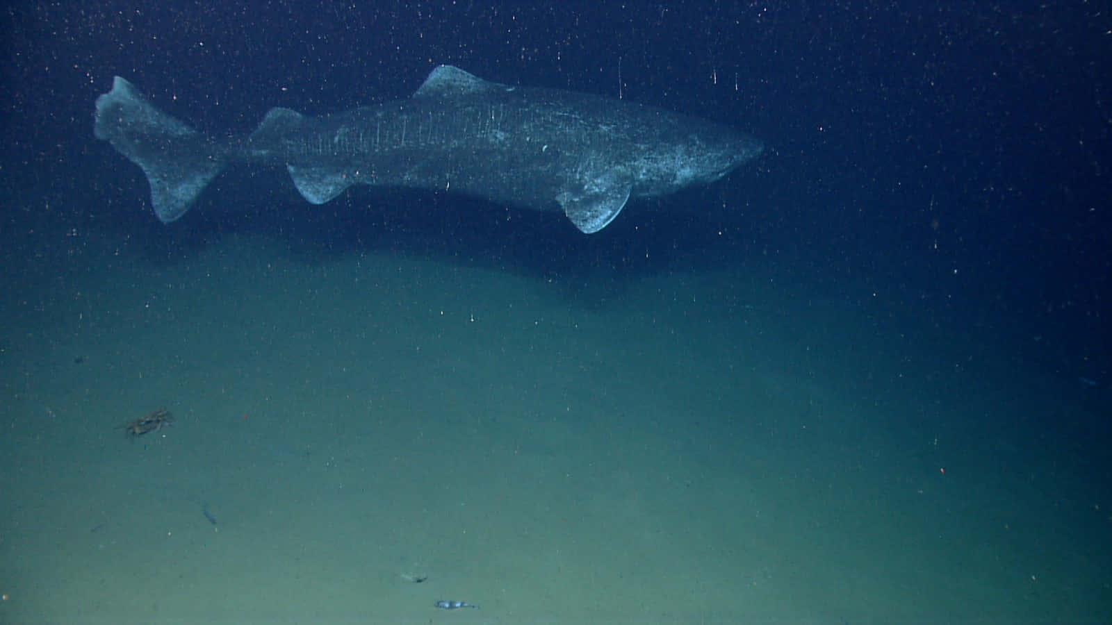 Greenland Shark, deep blue ocean water, sandy seabed, HD Desktop Wallpaper