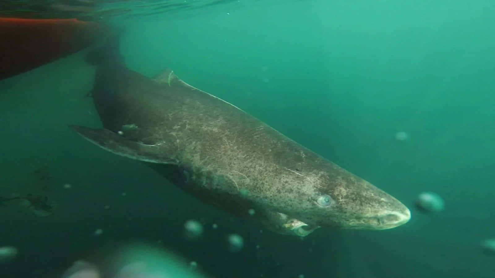 Greenland Shark, murky green water, bubbles, HD Desktop Wallpaper