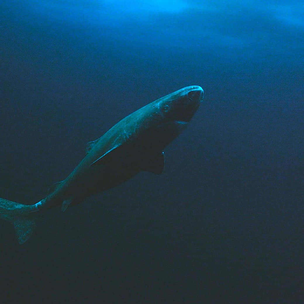 Greenland Shark, deep blue sea, sunlight filtering, SD Desktop Wallpaper