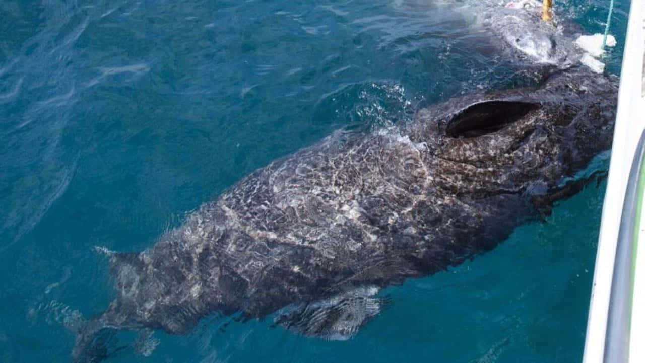 Greenland Shark, dark gray, open mouth, HD Desktop Wallpaper