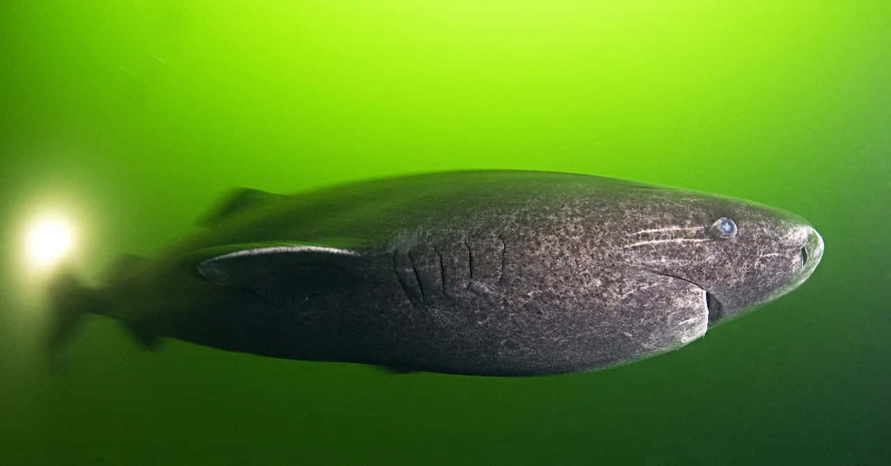 Greenland Shark, underwater, dark gray, HD Desktop Wallpaper