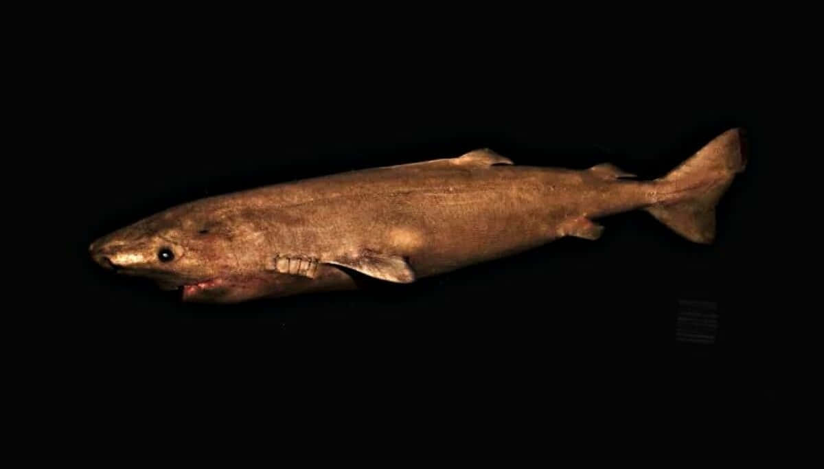 Greenland Shark, brownish, teeth, SD Desktop Wallpaper