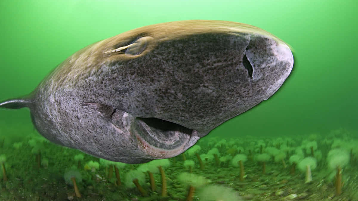 Greenland Shark, underwater, green seabed, SD Desktop Wallpaper