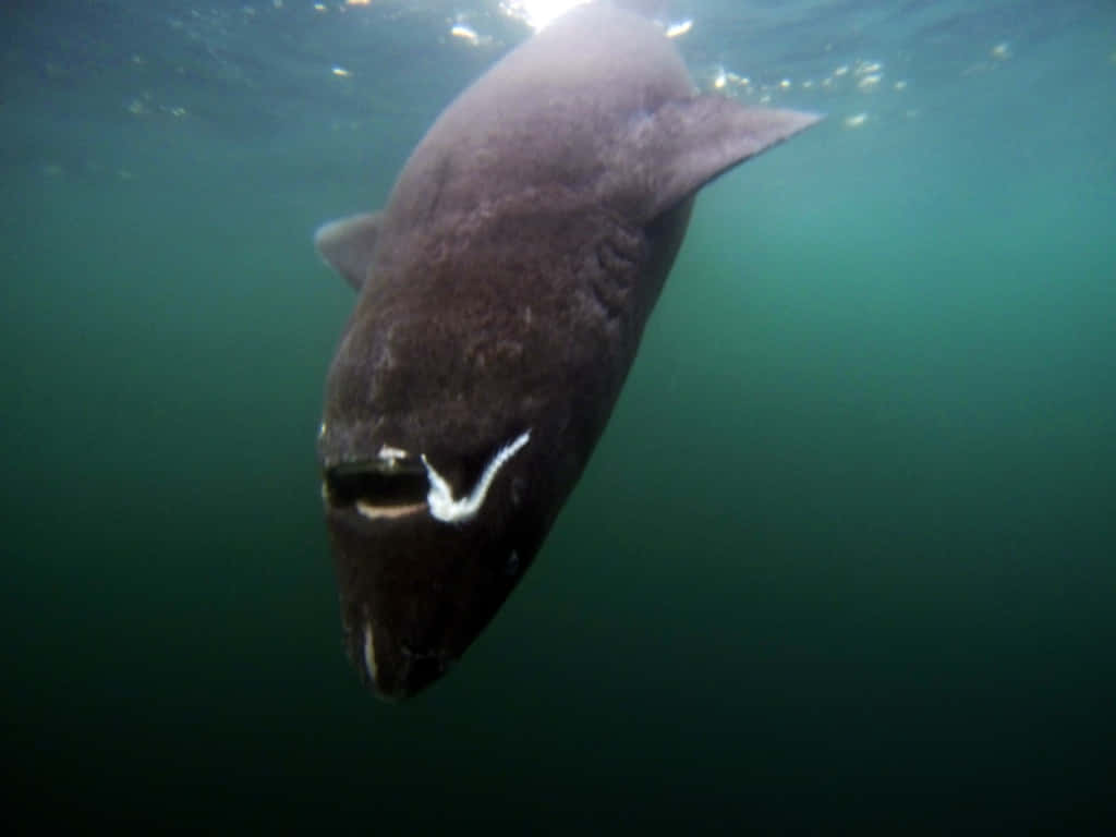 Greenland Shark, underwater, dark gray, SD Desktop Wallpaper