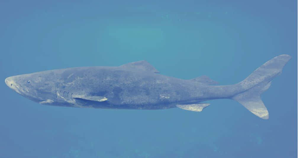 Greenland Shark, clear blue ocean water, coral reef, SD Desktop Wallpaper