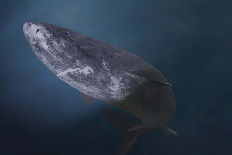 Greenland Shark, deep blue water, textured gray body, SD Desktop Wallpaper