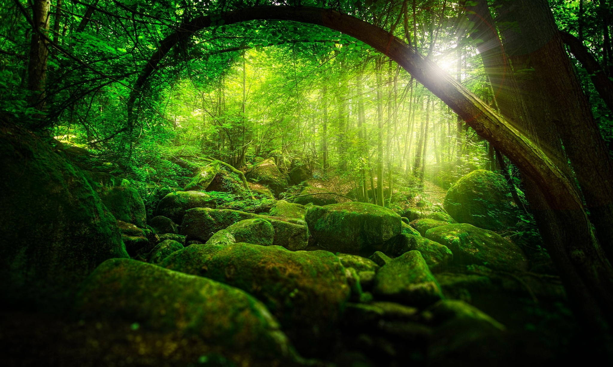 Greenland, nature forest, sunlight, Full HD Desktop Wallpaper