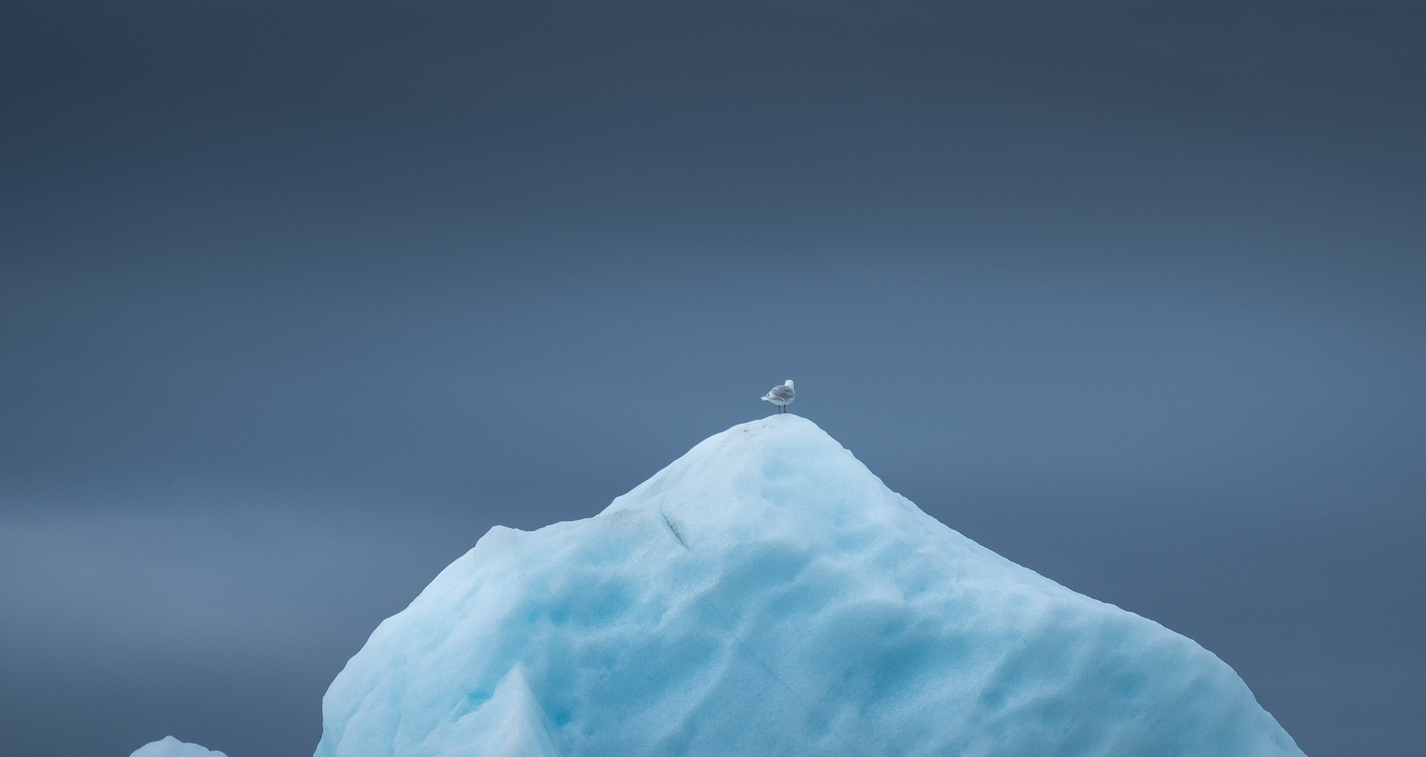 Greenland, iceberg, sea bird, 4K Desktop Wallpaper
