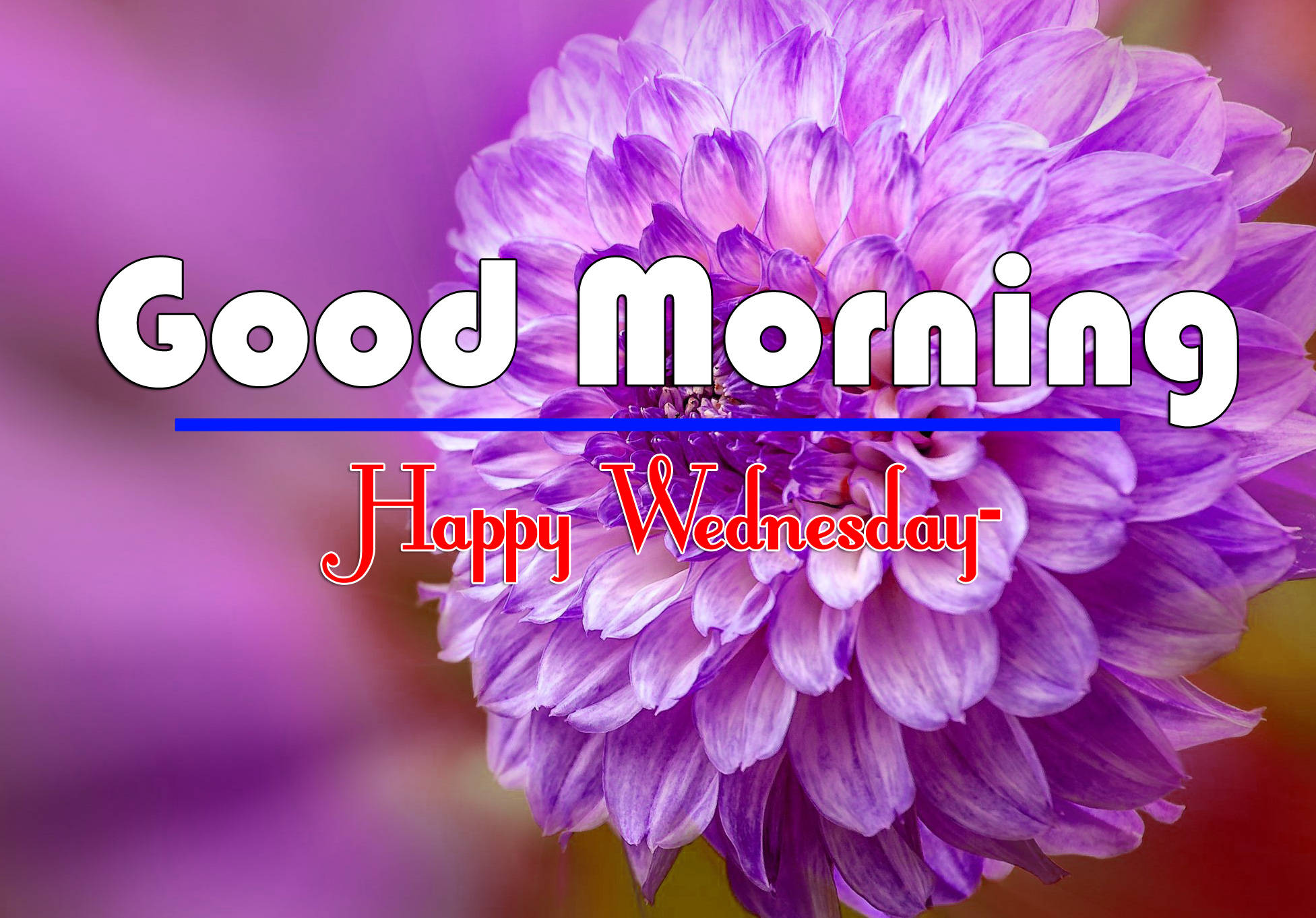 Good Morning Happy Wednesday, purple dahlia, vibrant purple, Full HD Desktop Wallpaper