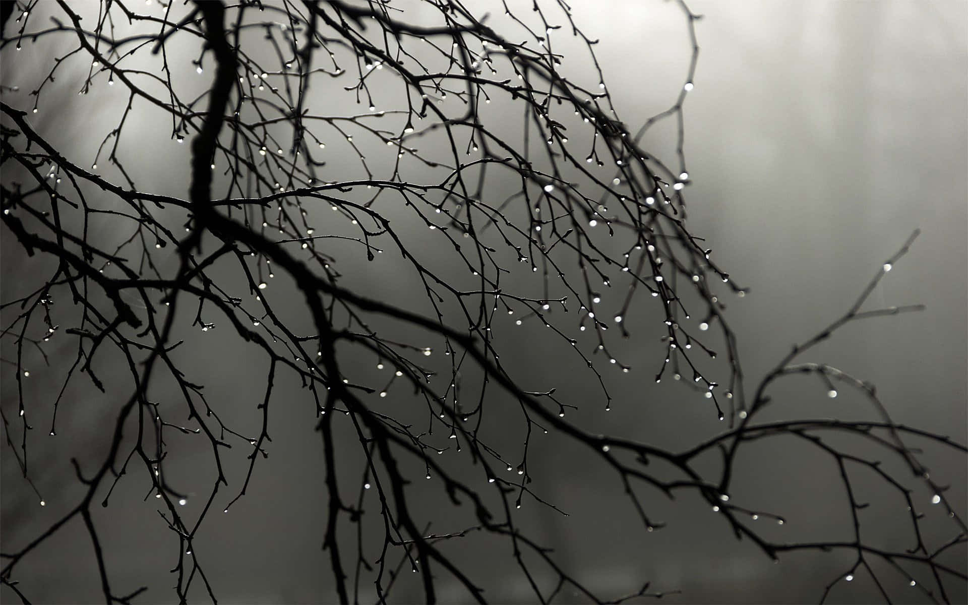 Grey Desktop, silhouetted tree branches, glistening dewdrops, Full HD Desktop Wallpaper