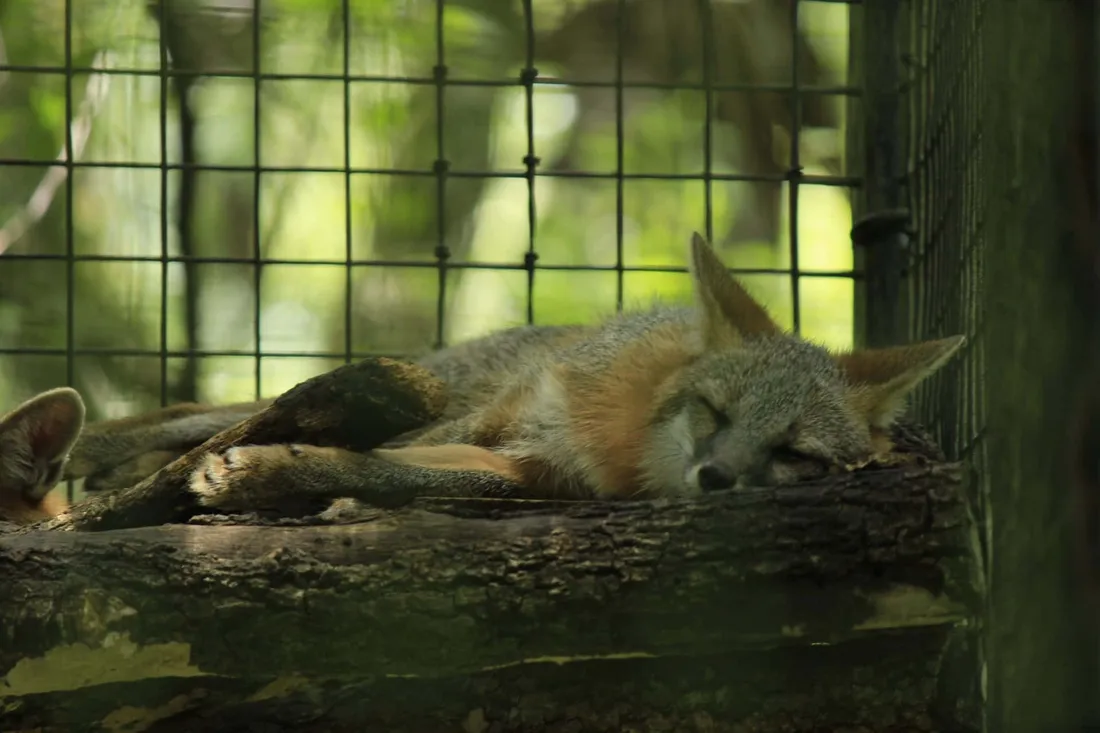 Grey Fox