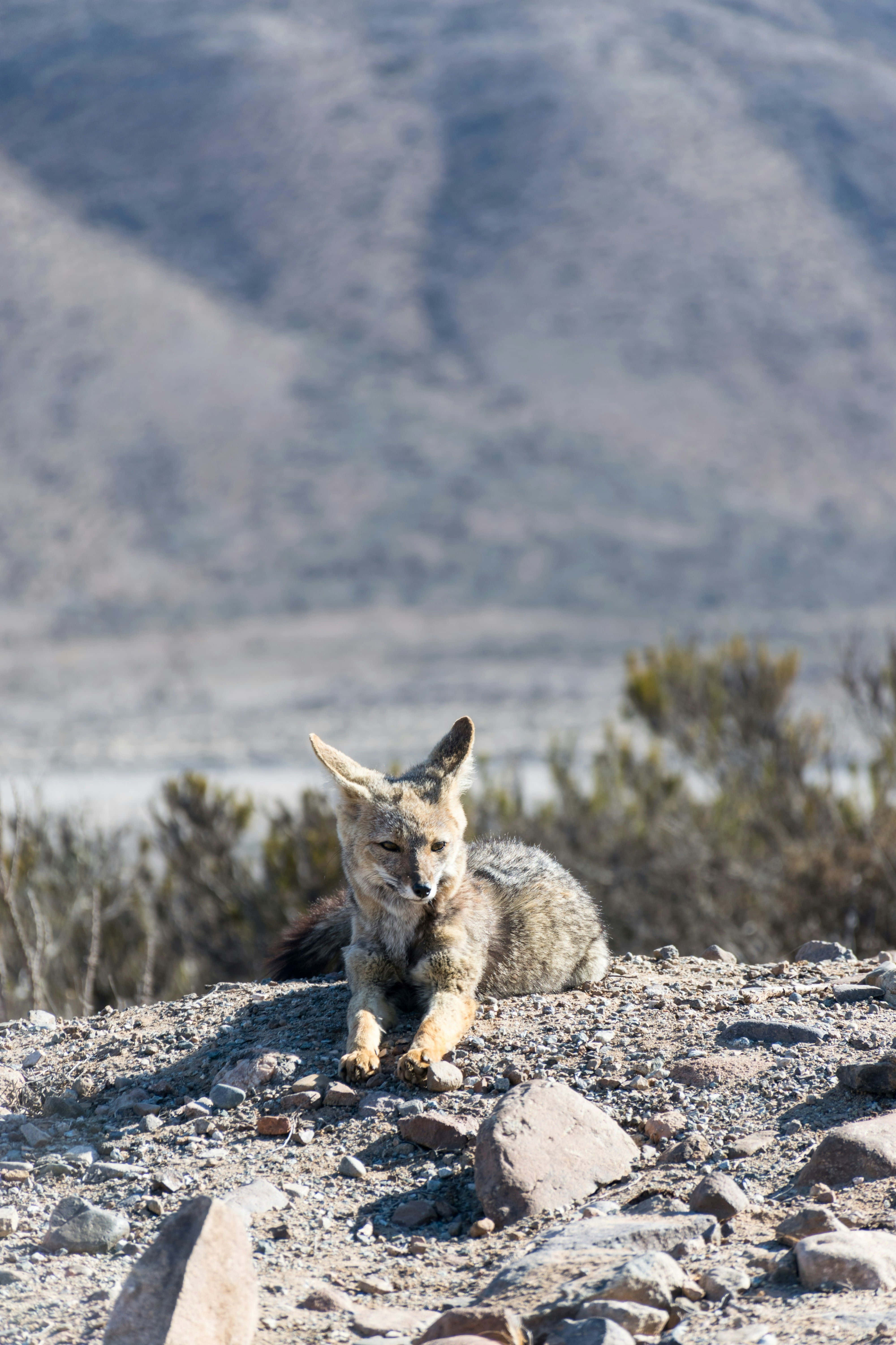 Grey Fox, sunlit rocky outcrop, blurred mountains, 5K Phone Wallpaper