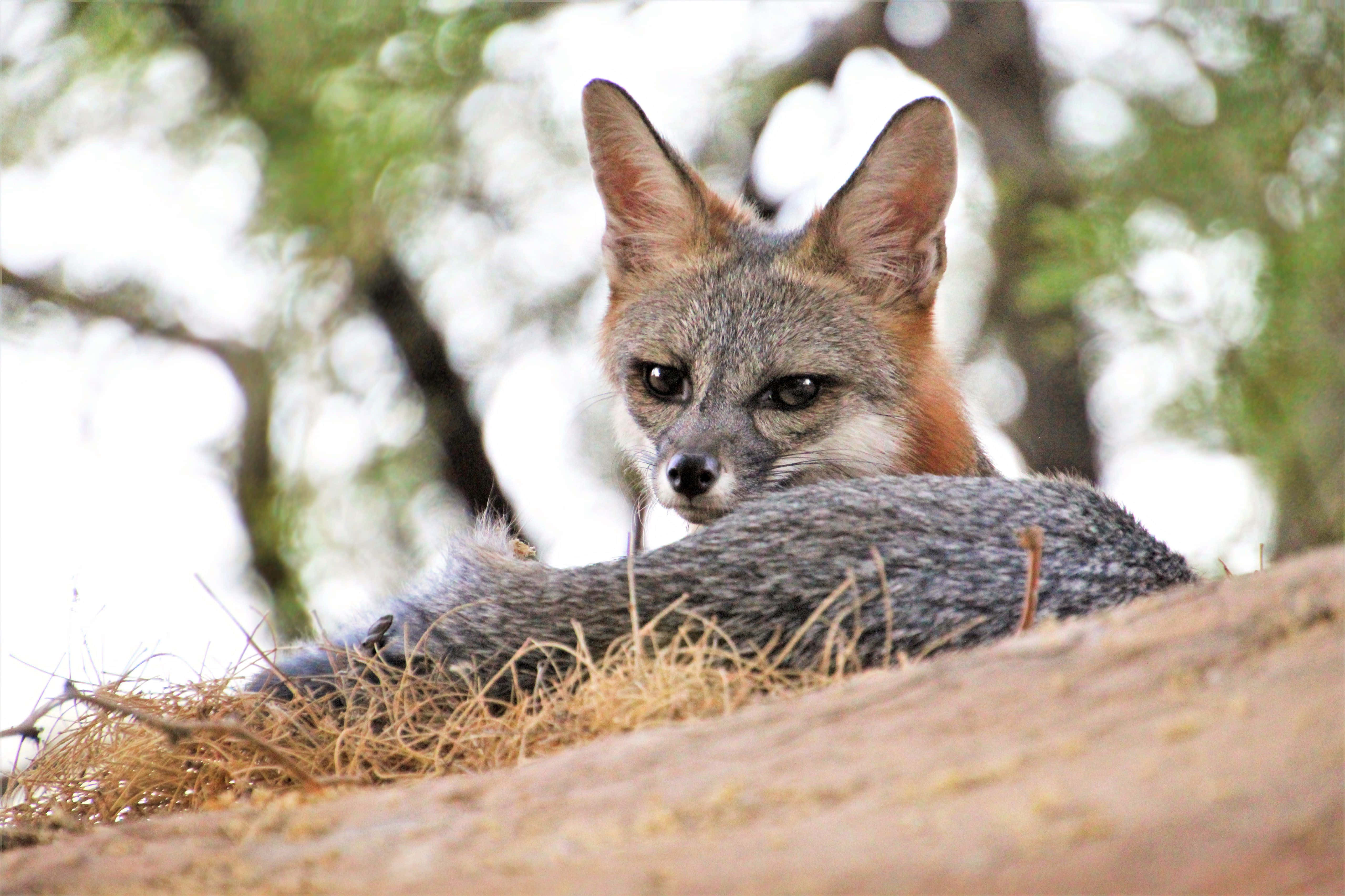 Grey Fox, dry grass, leafy trees, 5K Desktop Wallpaper