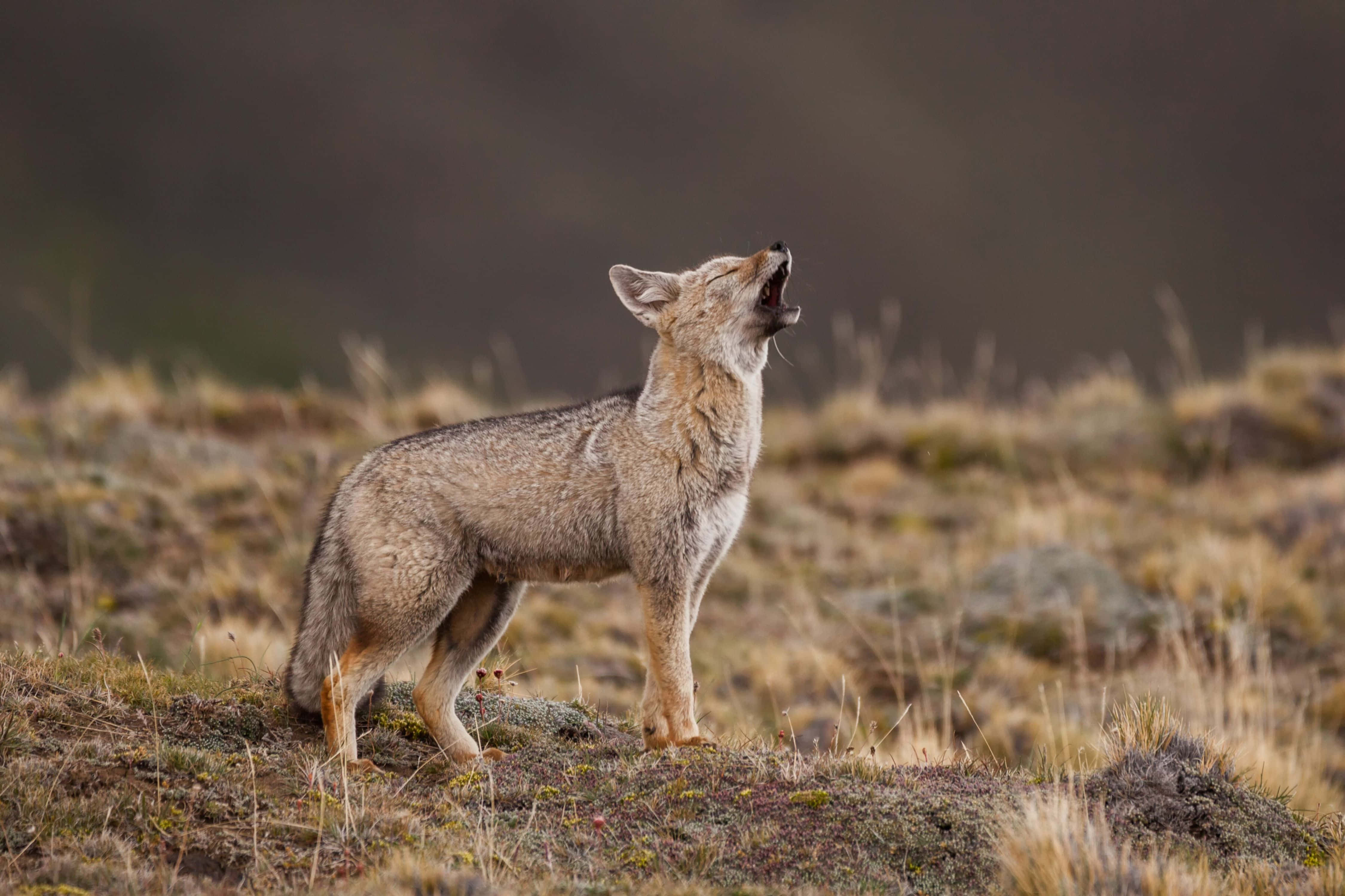 Grey Fox, howling, wilderness, 4K Desktop Wallpaper