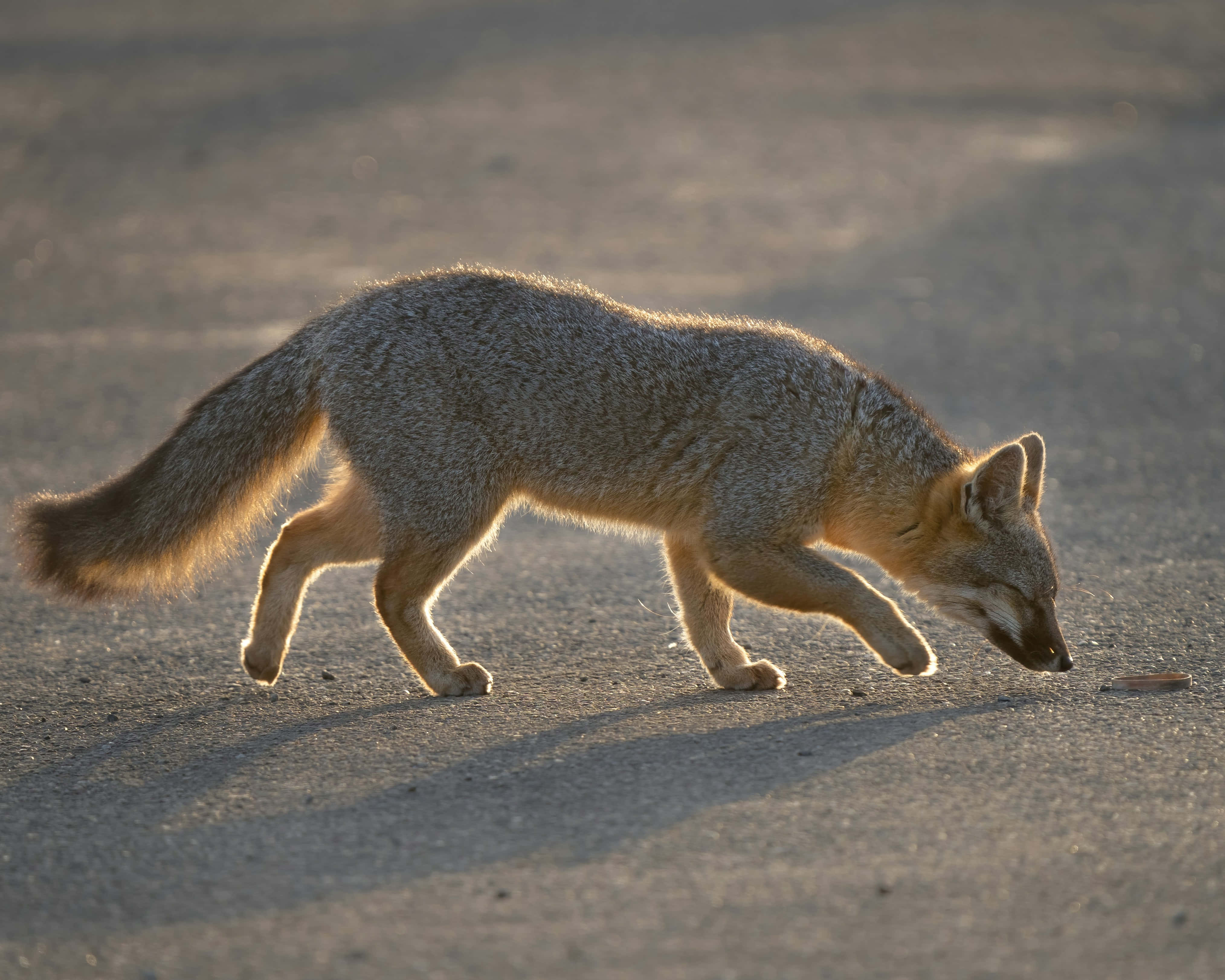 Grey Fox, Sunset, dirt path, 4K Desktop Wallpaper
