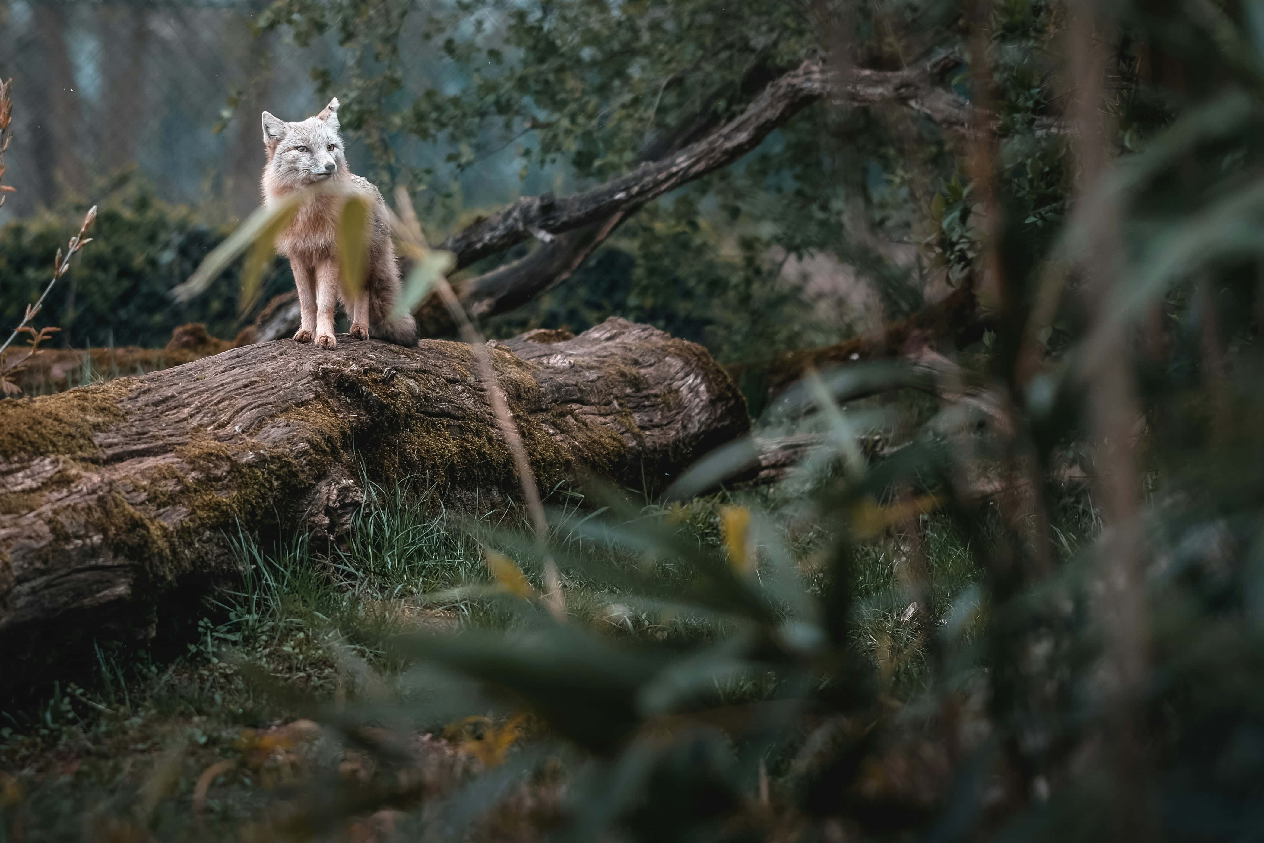 Grey Fox, mossy log, misty forest, 4K Desktop Wallpaper