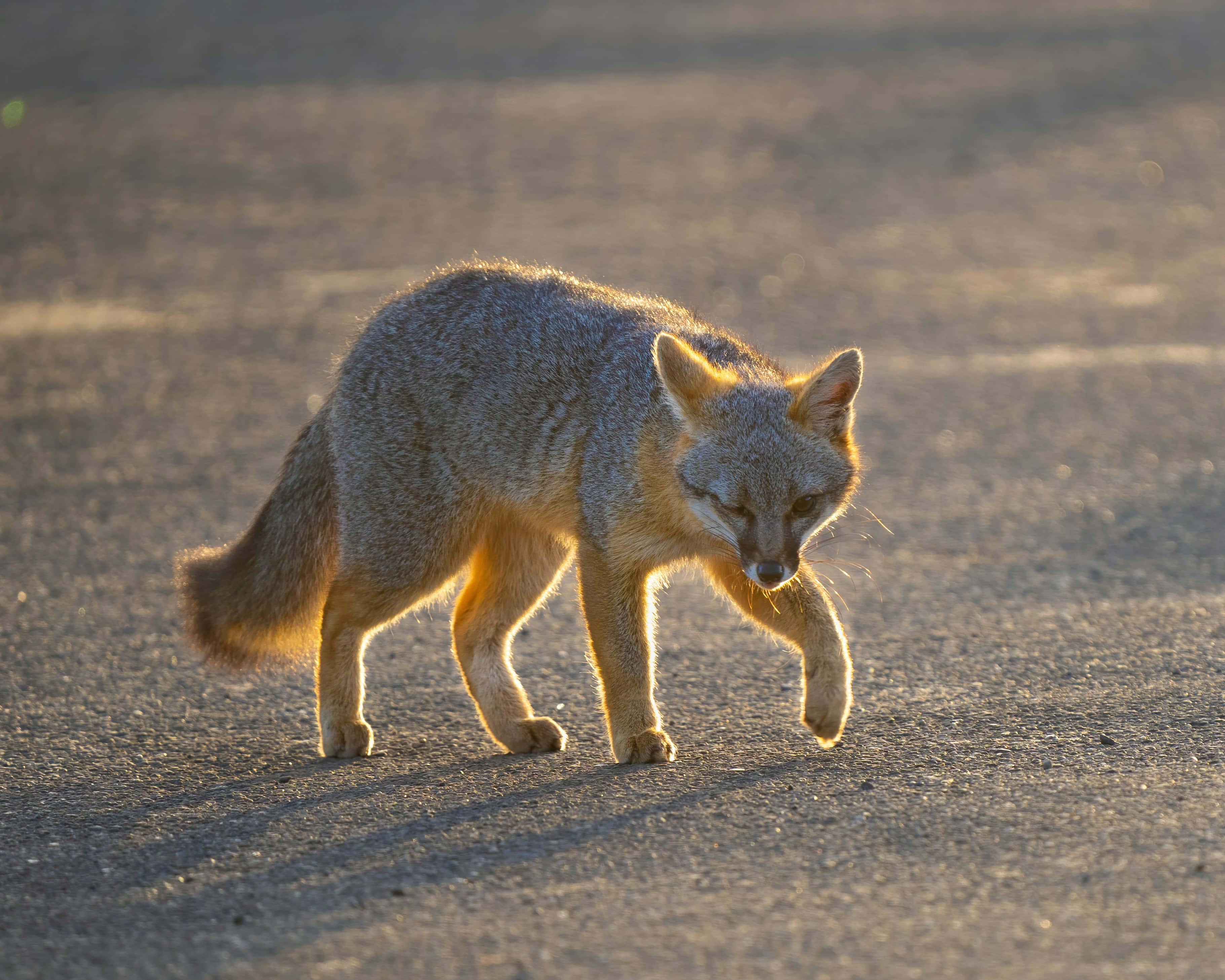 Grey Fox, sunlit gravel path, golden light, 2K Desktop Wallpaper