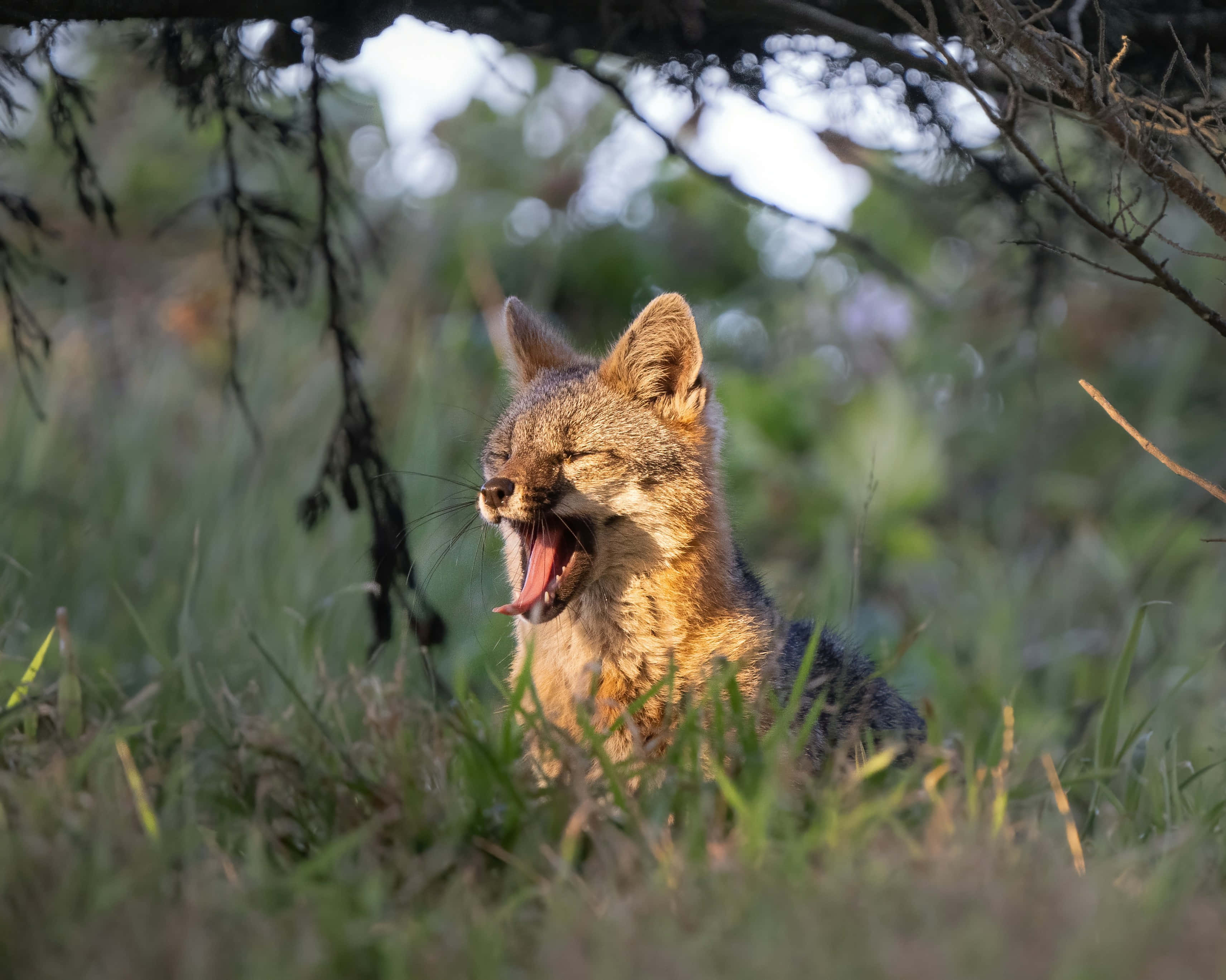 Grey Fox, yawning, sunlit grass, 2K Desktop Wallpaper