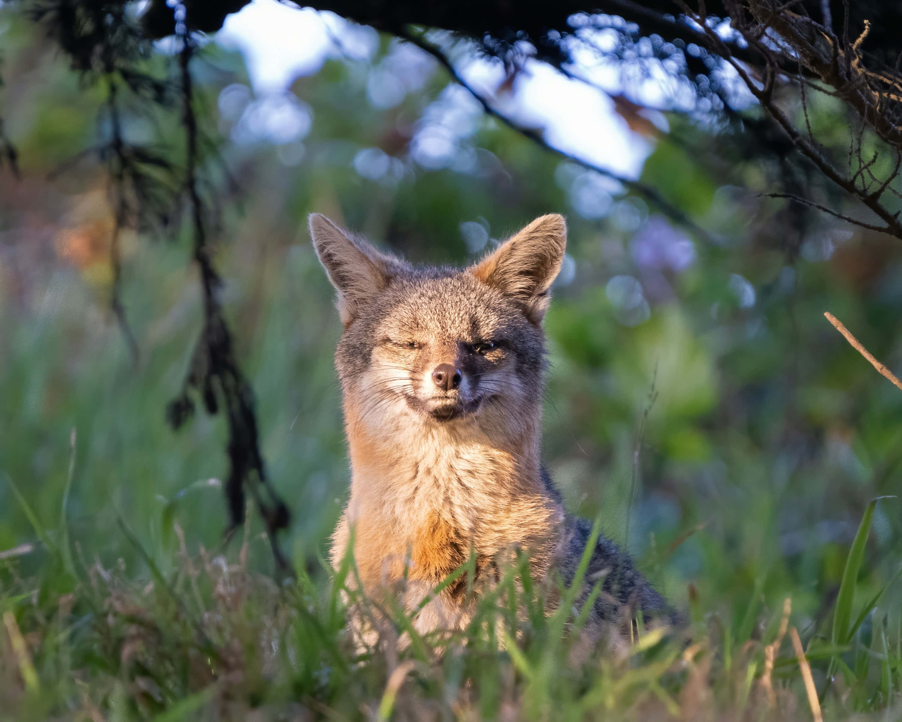 Grey Fox, sunlit grass, tree branches, 2K Desktop Wallpaper